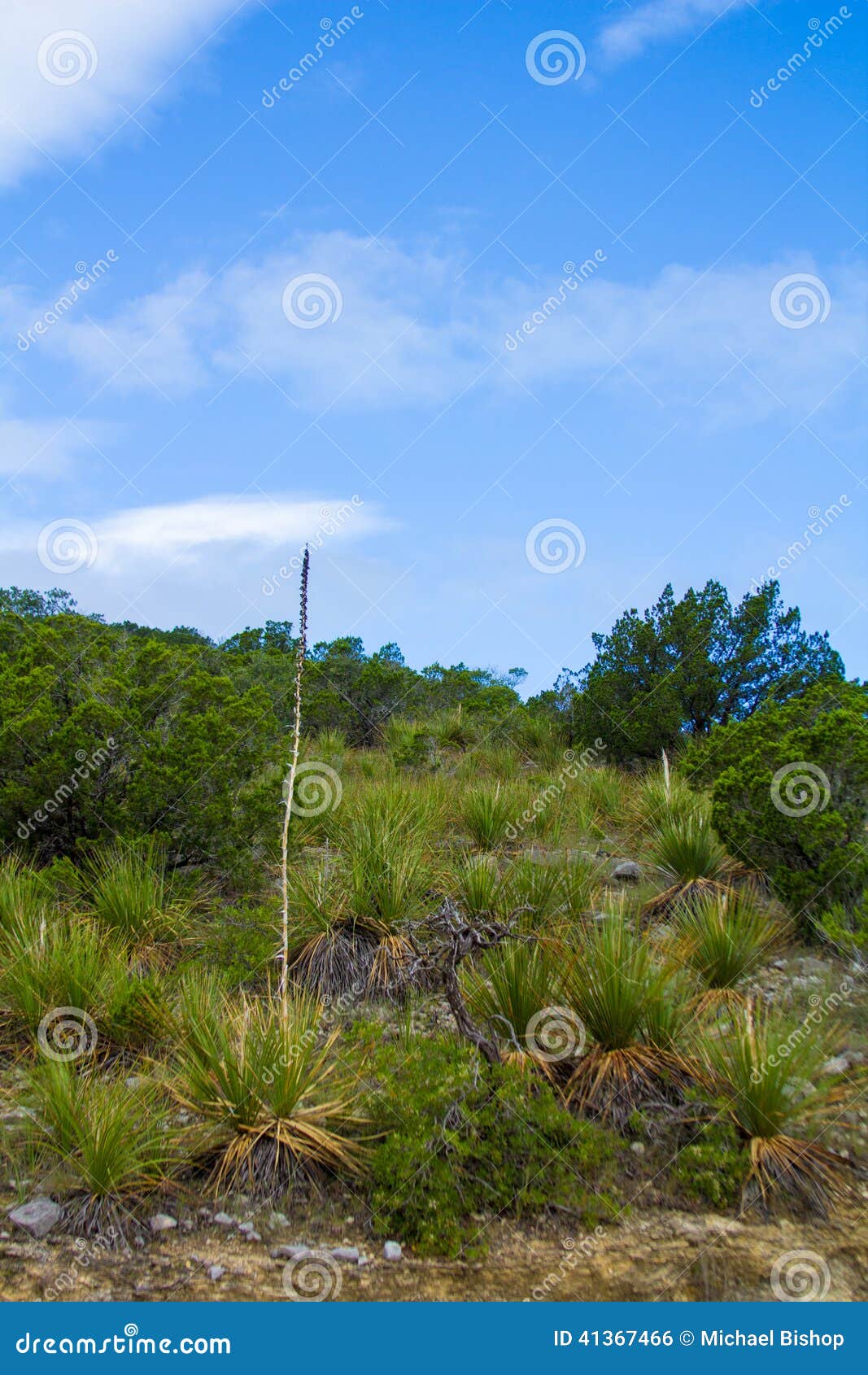 Yucca stalk stock photo. Image of seeds, outlined, tree 41367466