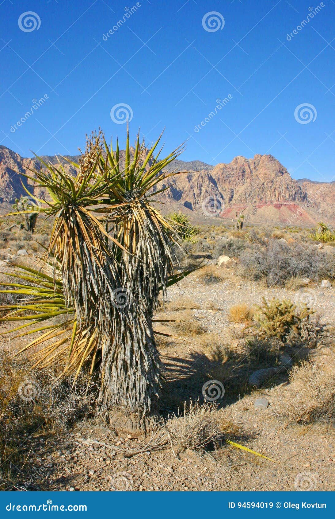 yucca tree in the mountains