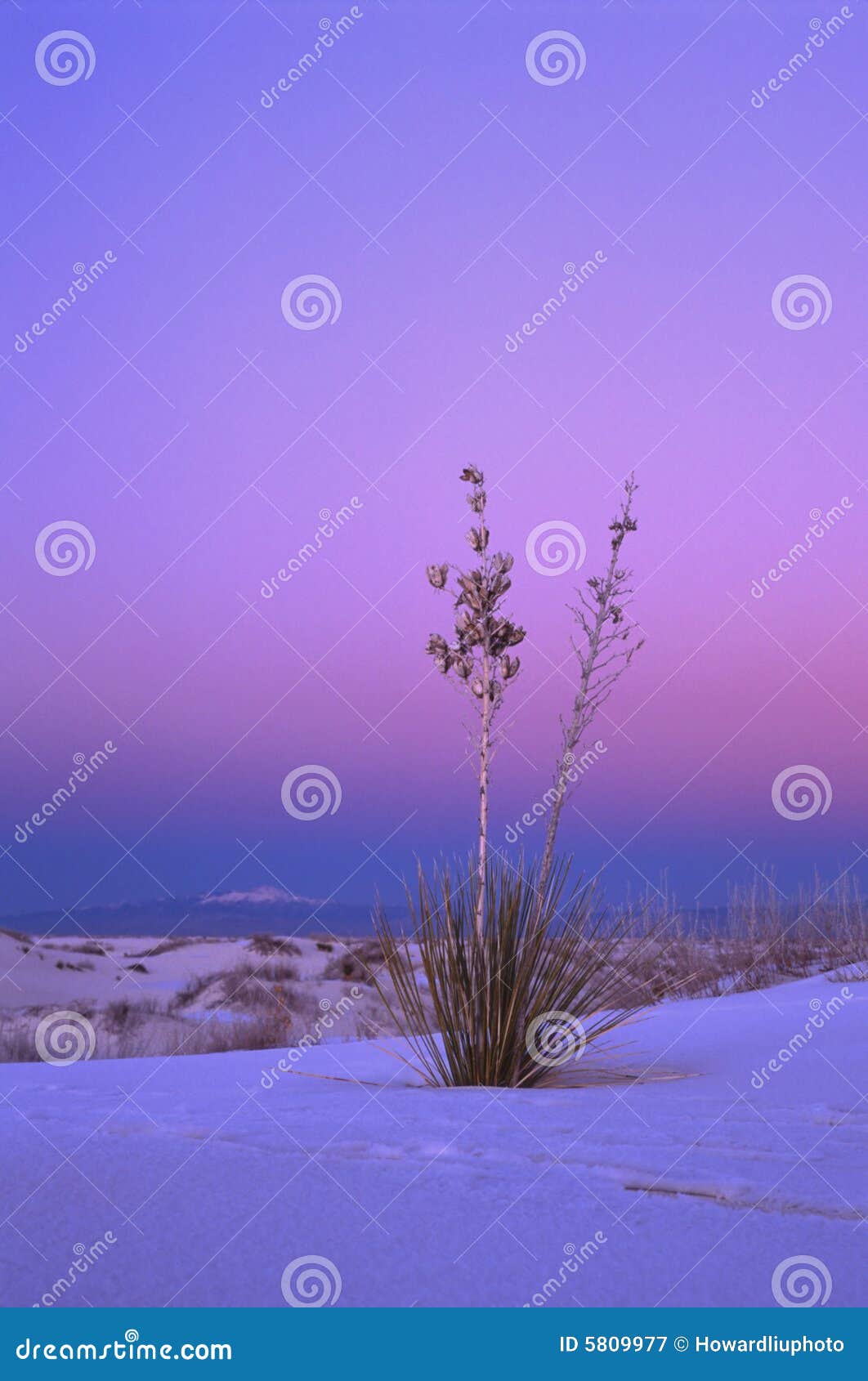 Yucca in Winter Sunset stock image. Image of plant, white 5809977