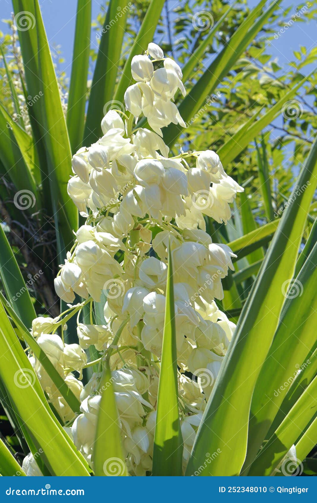 Yukka Beautiful White Flowers in the Garden. Stock Photo - Image of flower,  beautiful: 252348010
