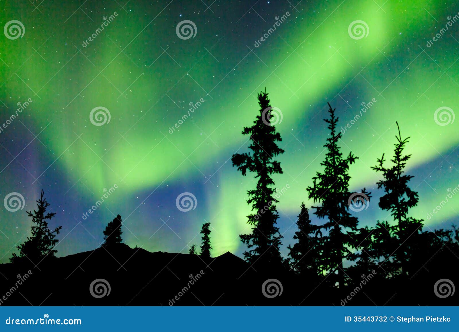 yukon taiga spruce northern lights aurora borealis