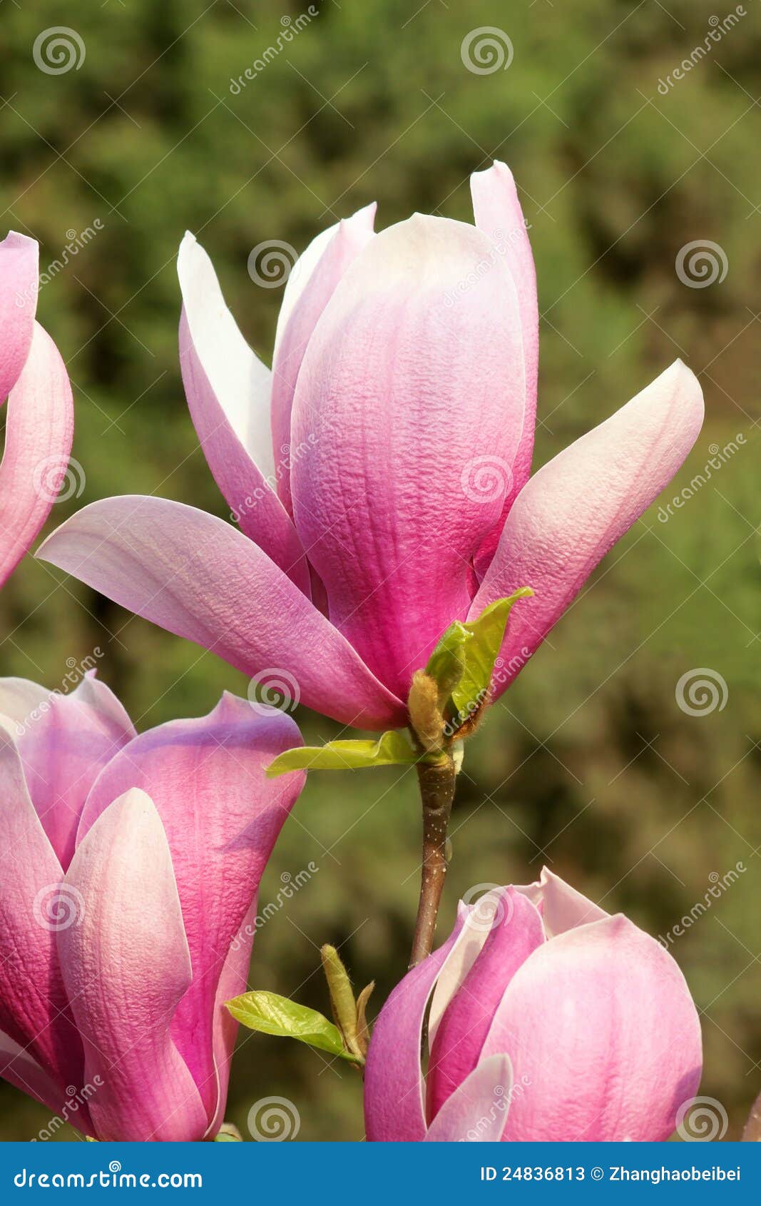 Yulan flower stock image. Image of petal, bloom, macro - 24836813