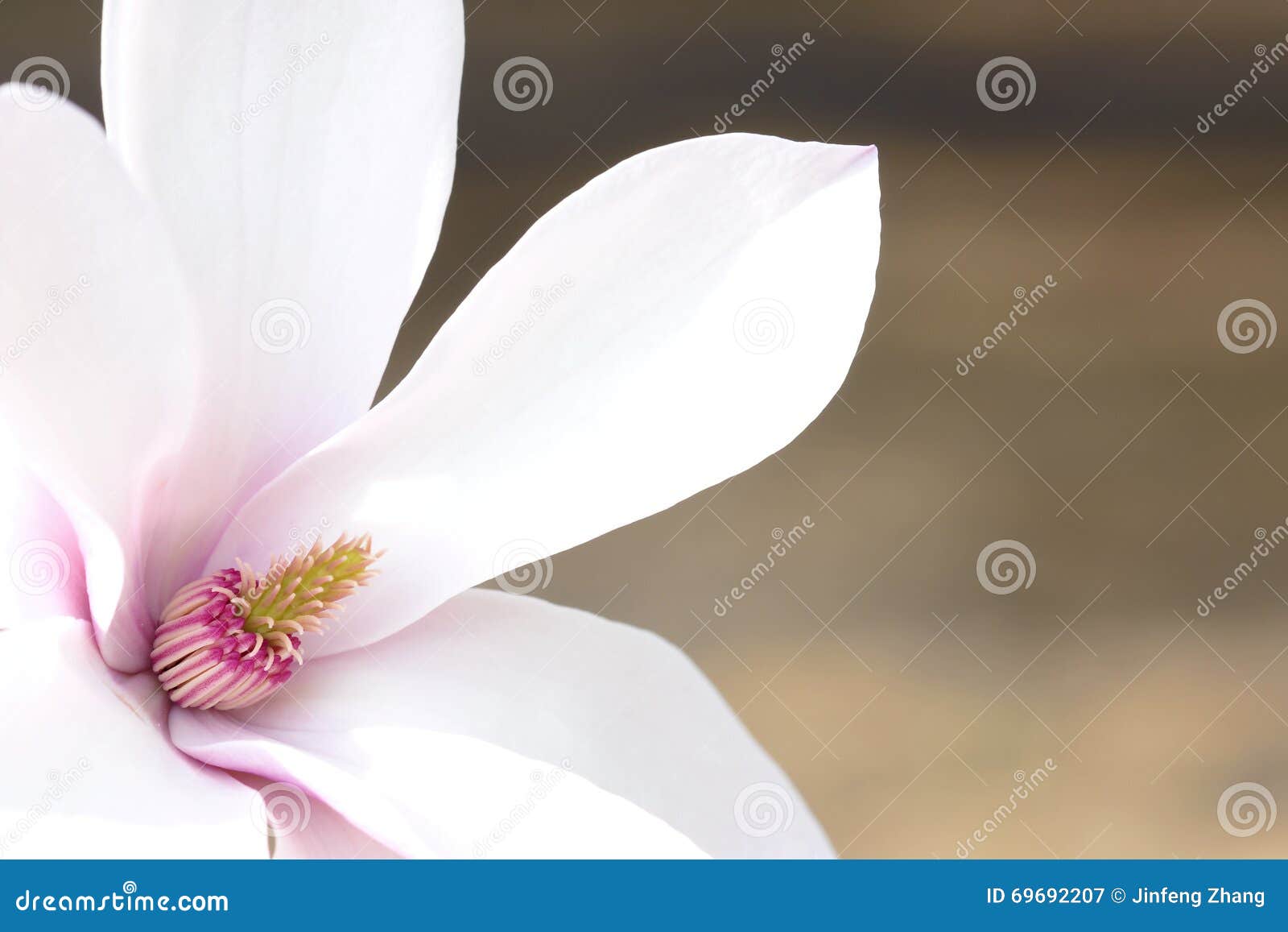 Yulan flower stock image. Image of closeup, petals, close - 69692207