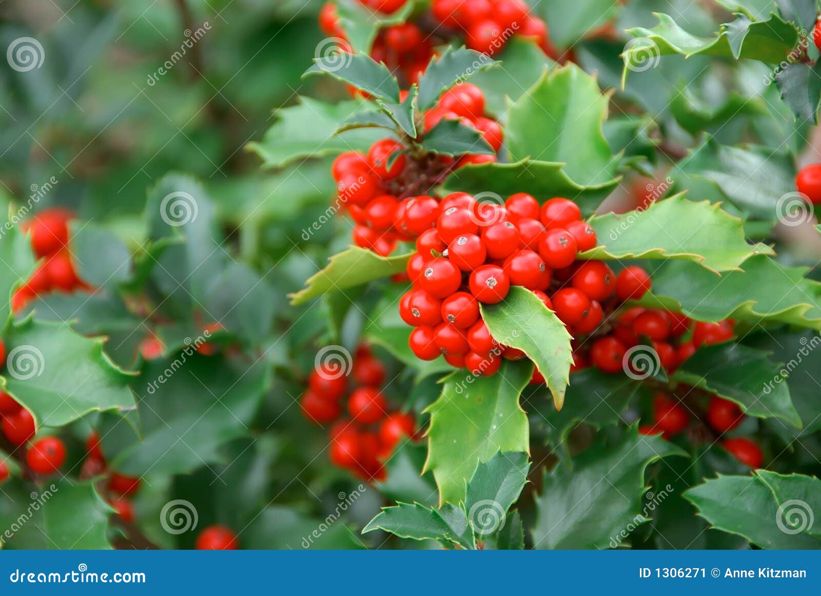 yuletide holly berries