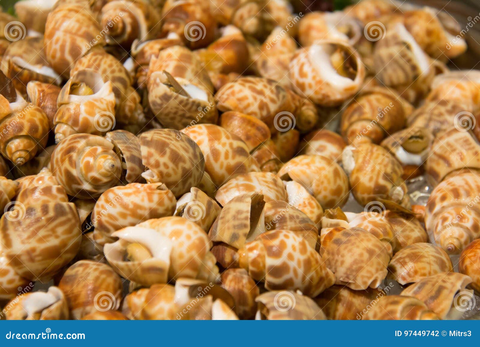 Yummy Whole Clams stock photo. Image of healthy, belly 97449742