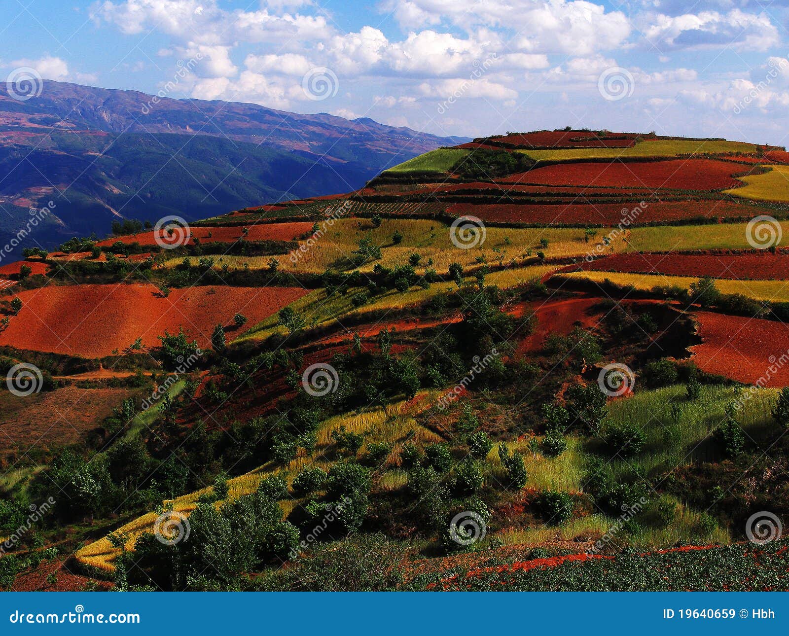 Yunnan red soil dry. Dongchuan County is located in China s Yunnan province, where the soil contains large amounts of iron, the color is red soil, the main crop is barley.