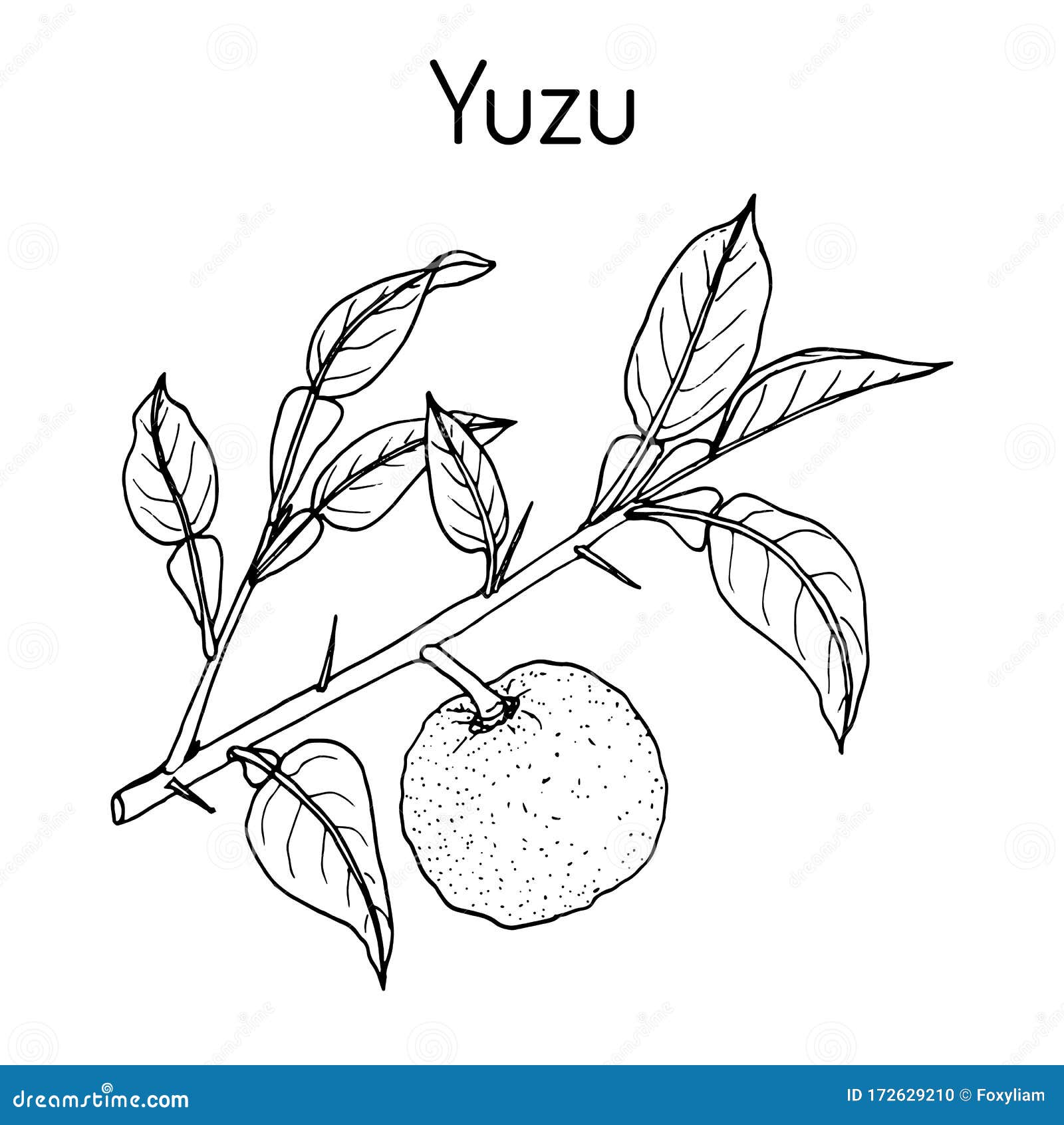 yuzu citrus junos , citrus fruit
