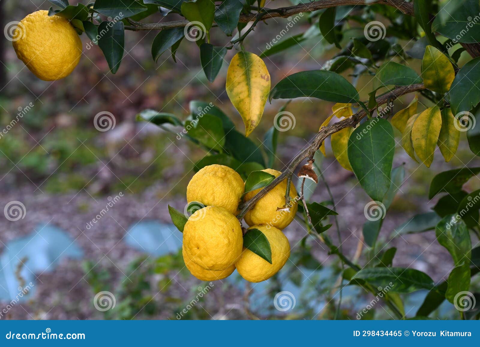 Yuzu (Citrus Junos) Fruits. Stock Image Image of herbs, agriculture