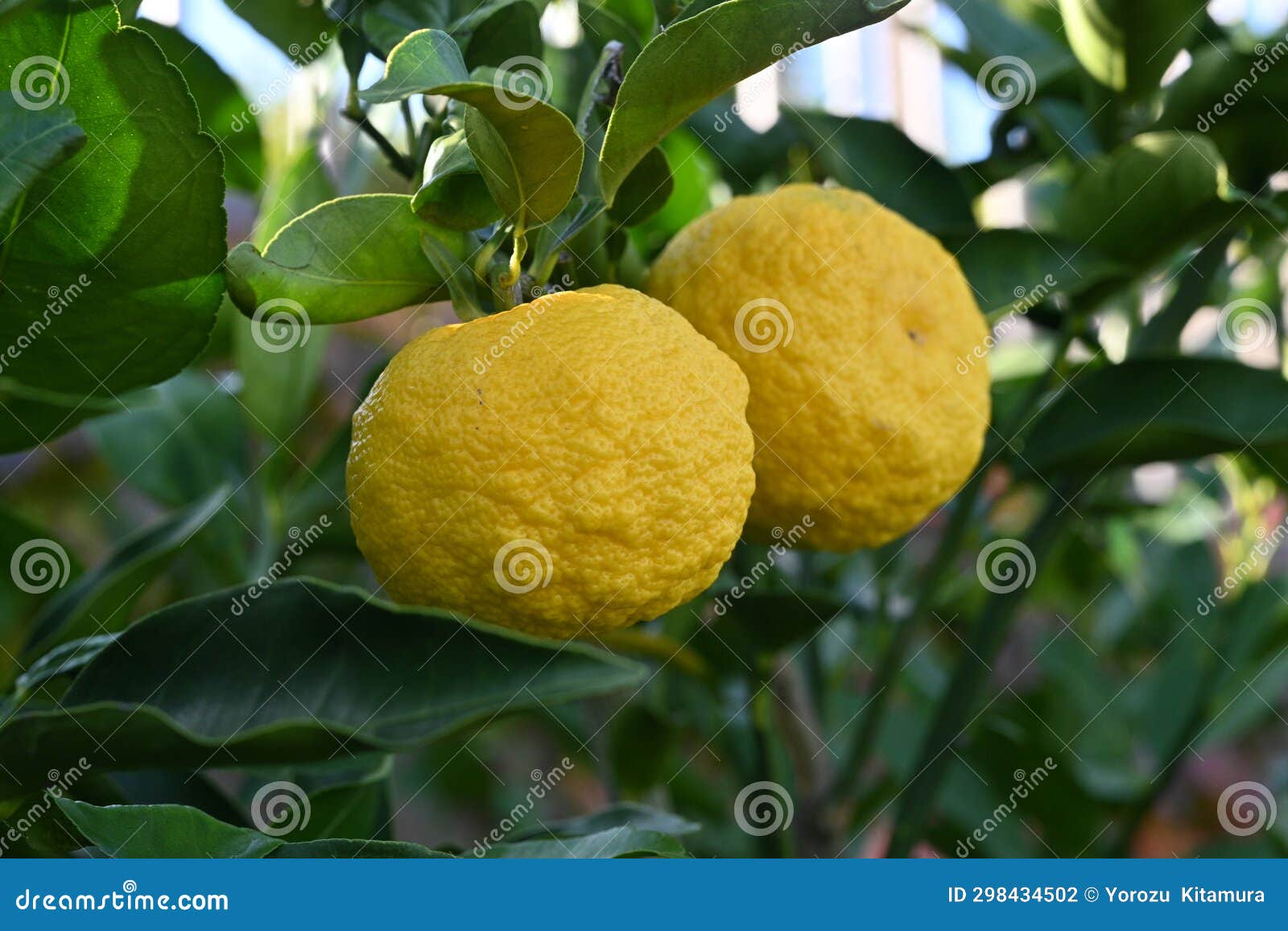 Yuzu (Citrus Junos) Fruits. Stock Photo Image of ingredient