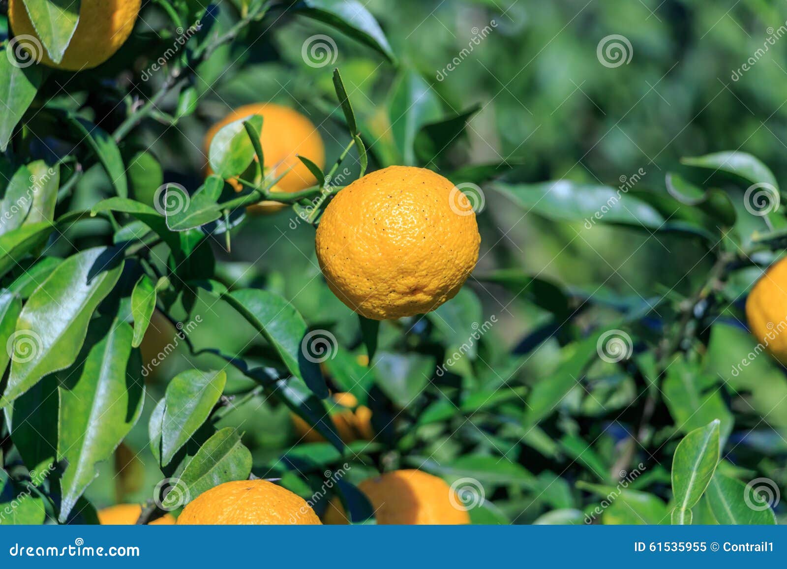Yuzu Citrus junos stock image. Image of fruit, branch 61535955