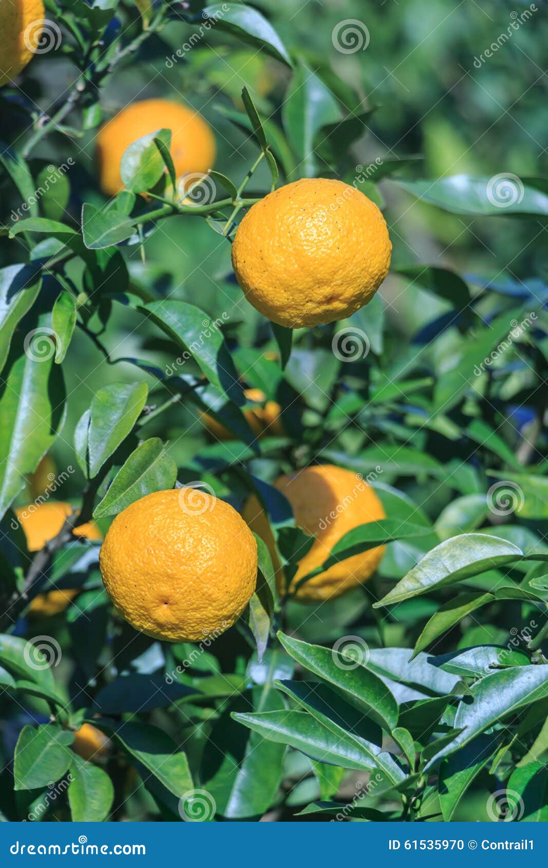 Yuzu Citrus junos stock photo. Image of flavor, fruit 61535970