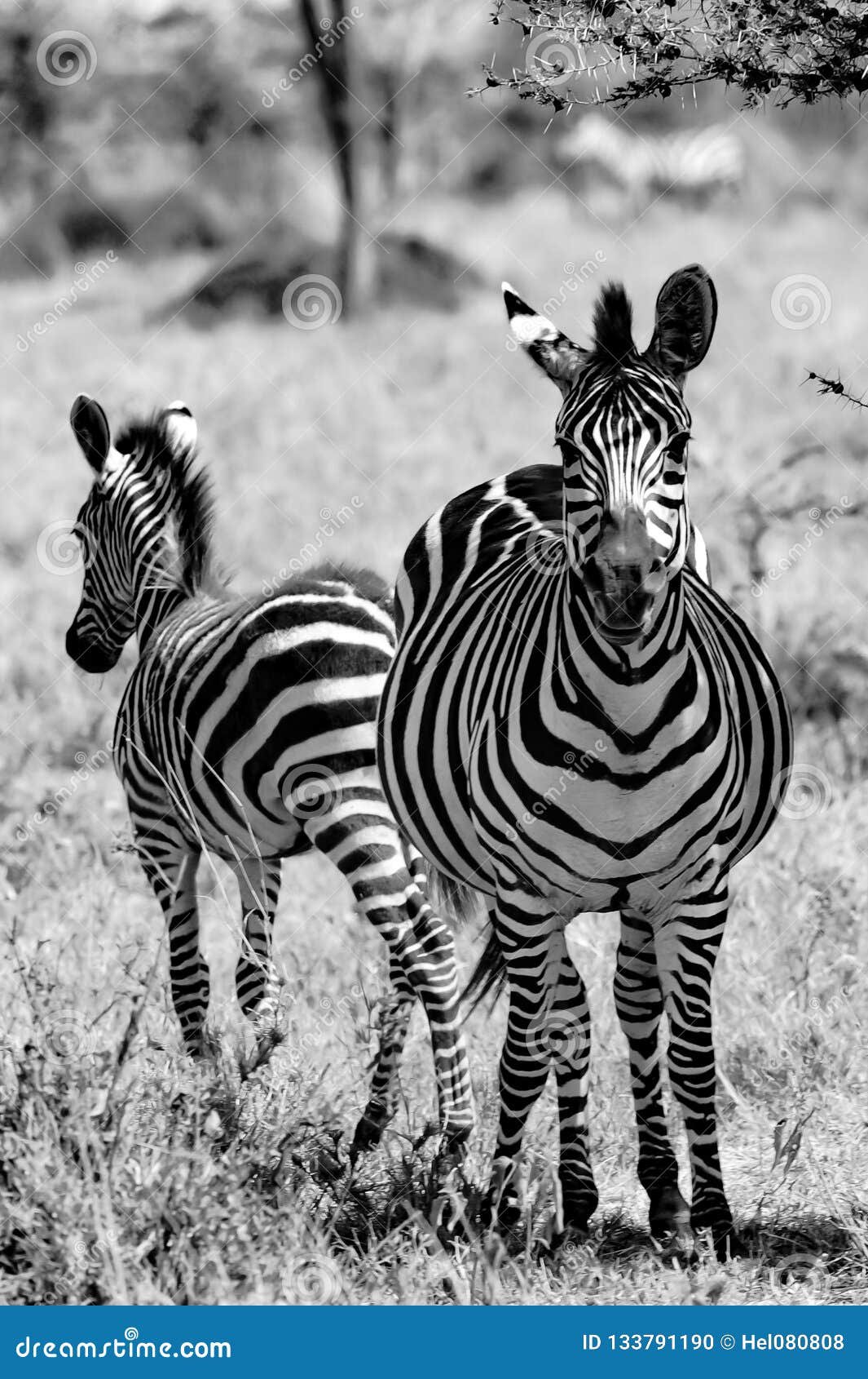 Zebre Avec Le Poulain Mignon Zebre Avec Le Bebe Jeune Zebre Avec La Fourrure Molle Dans Serengeti Tanzanie Photographie Noire Photo Stock Image Du Paturage Fourrure Zebre Avec Le Poulain Mignon Zebre Avec Le Bebe Jeune Zebre Avec La Fourrure Molle Dans Serengeti Tanzanie Photographie Noire Photo Stock Image Du Paturage Fourrure