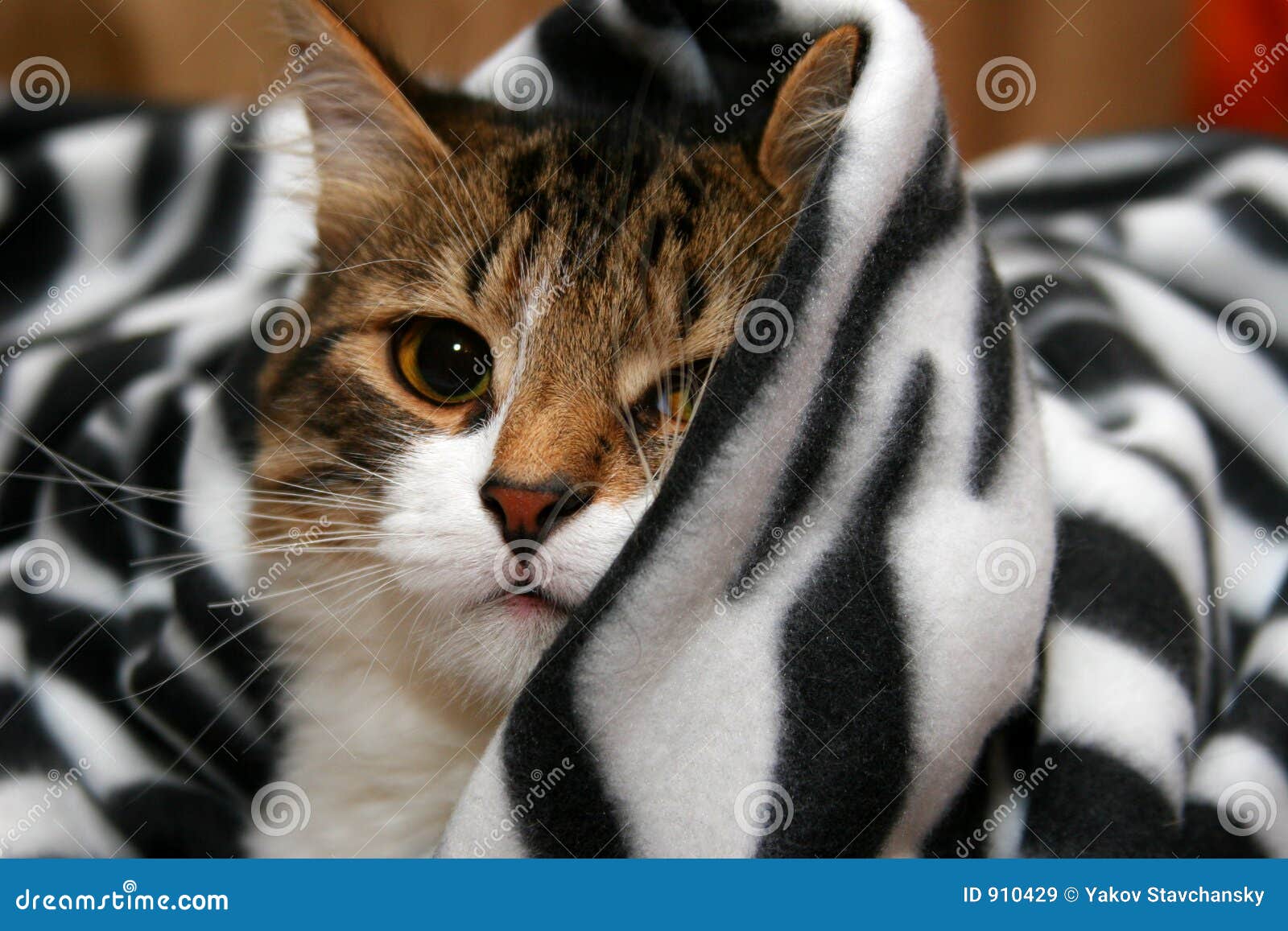 Zebre Chat Image Stock Image Du Animal Noir Chat Blanc