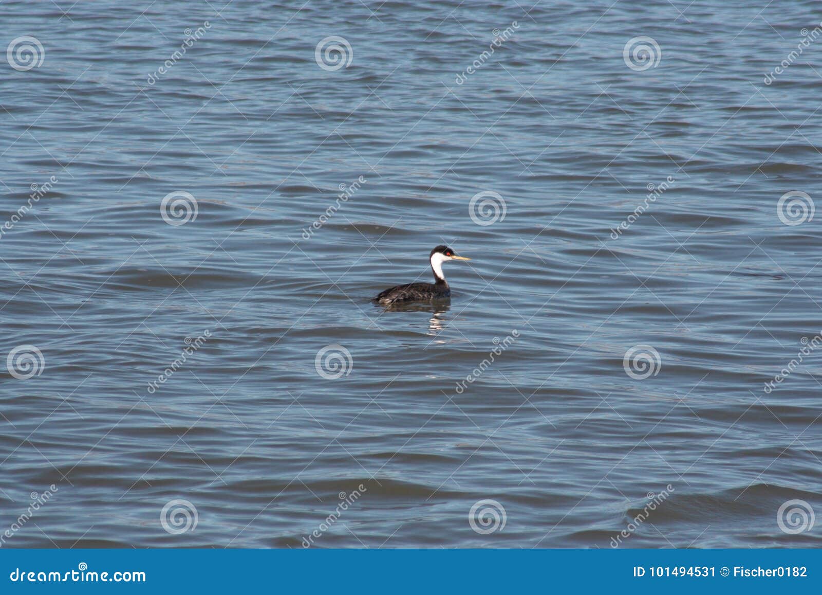 Zachodni Perkoza Aechmophorus Occidentalis Obraz Stock Obraz złożonej