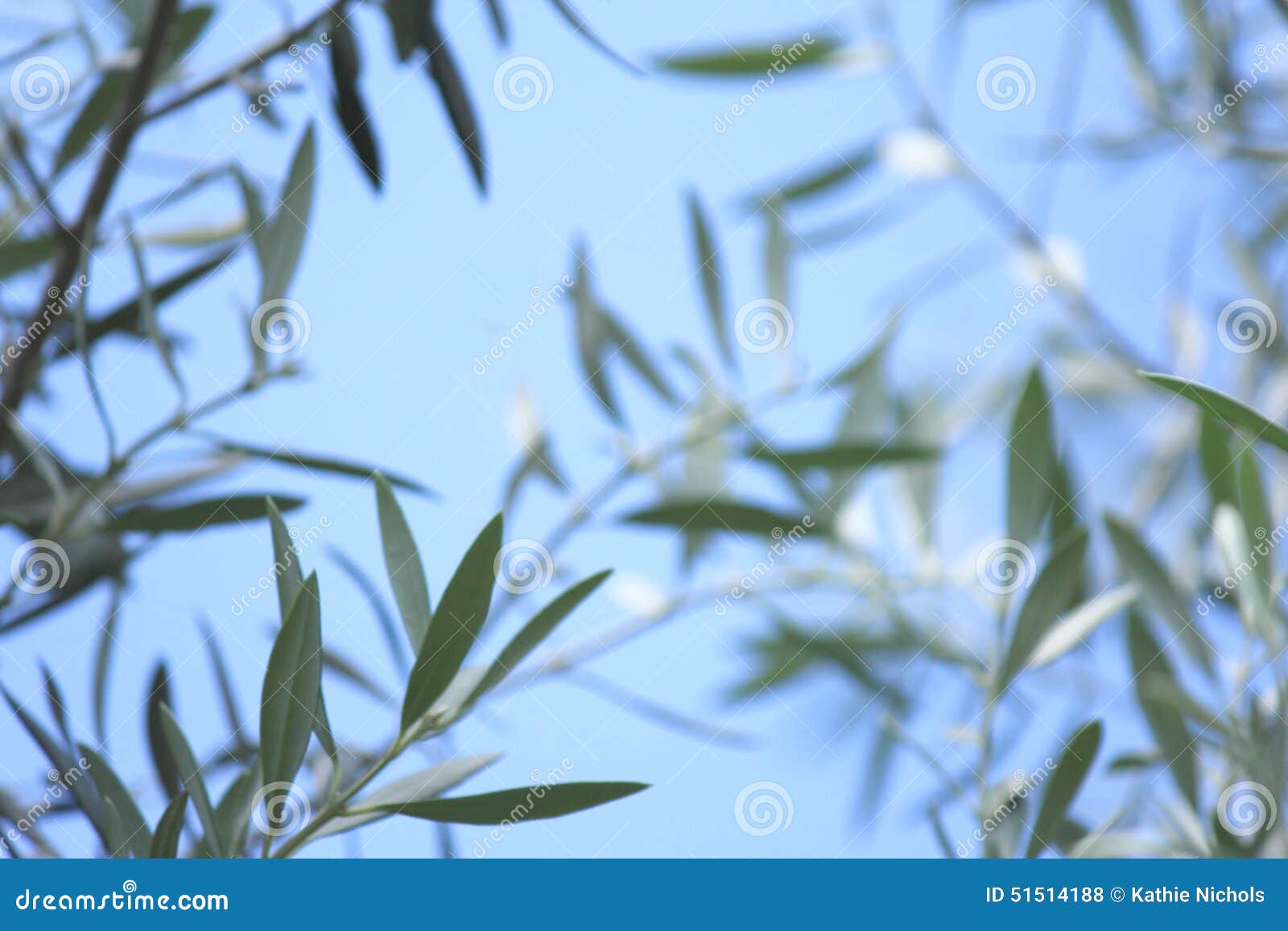 Zachte nadruk Olive Leaf Leaves met blauwe hemelachtergrond 1. Mooie groene olijfboombladeren met de zachte achtergrond van de nadruk blauwe hemel