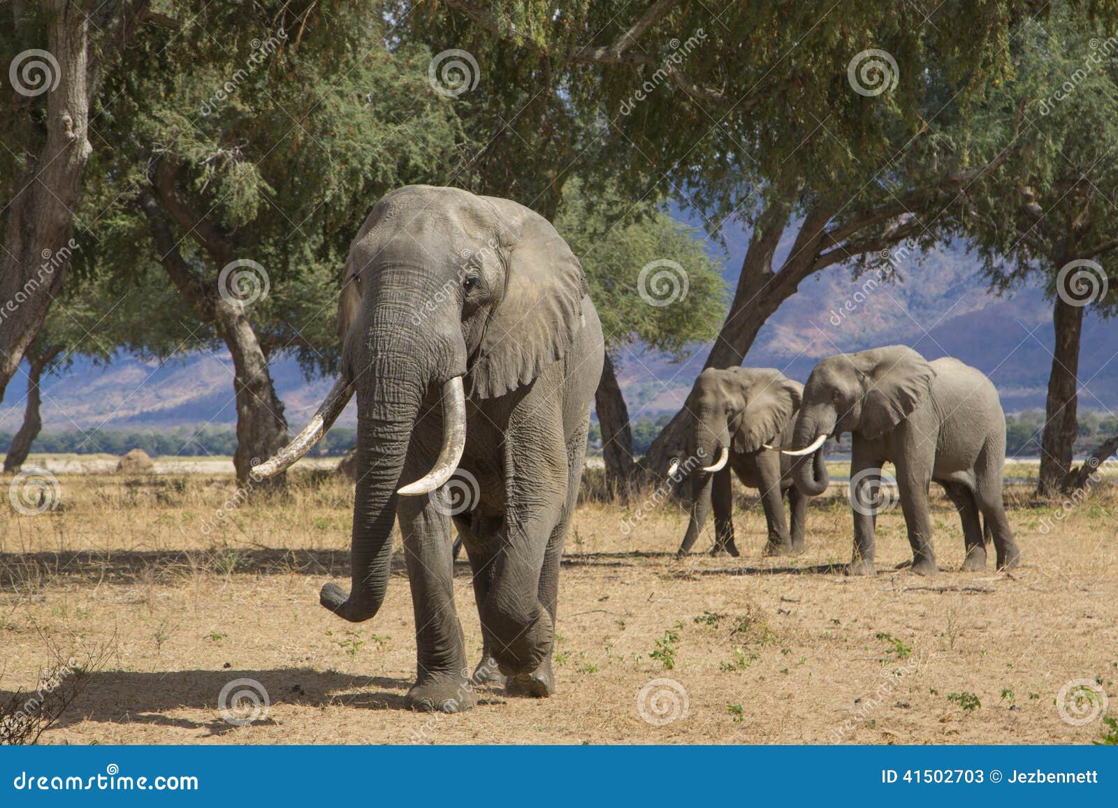 zambezi giants