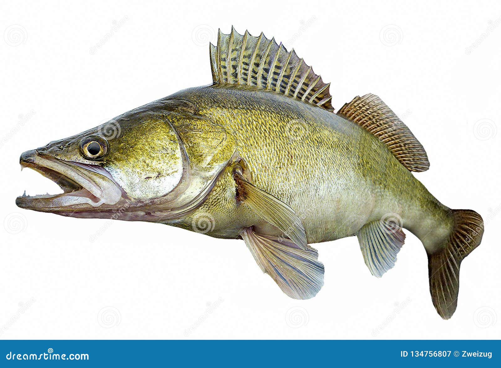 Zander Pikeperch Walleye Fish Isolated on White Backgrorund Stock  Illustration - Illustration of reel, crankbait: 134756807