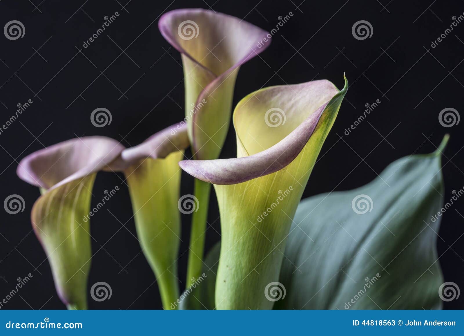 Zantedeschia Aethiopica, Calla Lily Stock Image - Image of studio ...