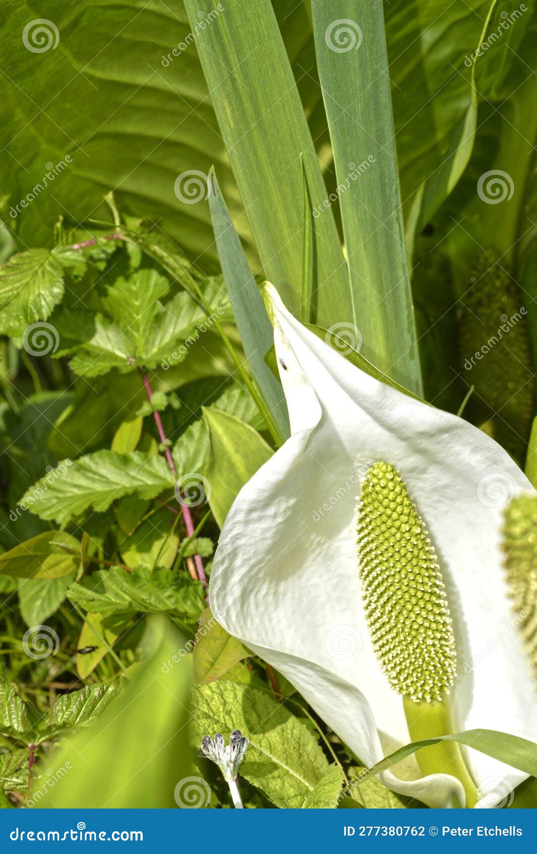 Zantedeschia Aethiopica Flower Stock Photo Image Of Outdoors Flower