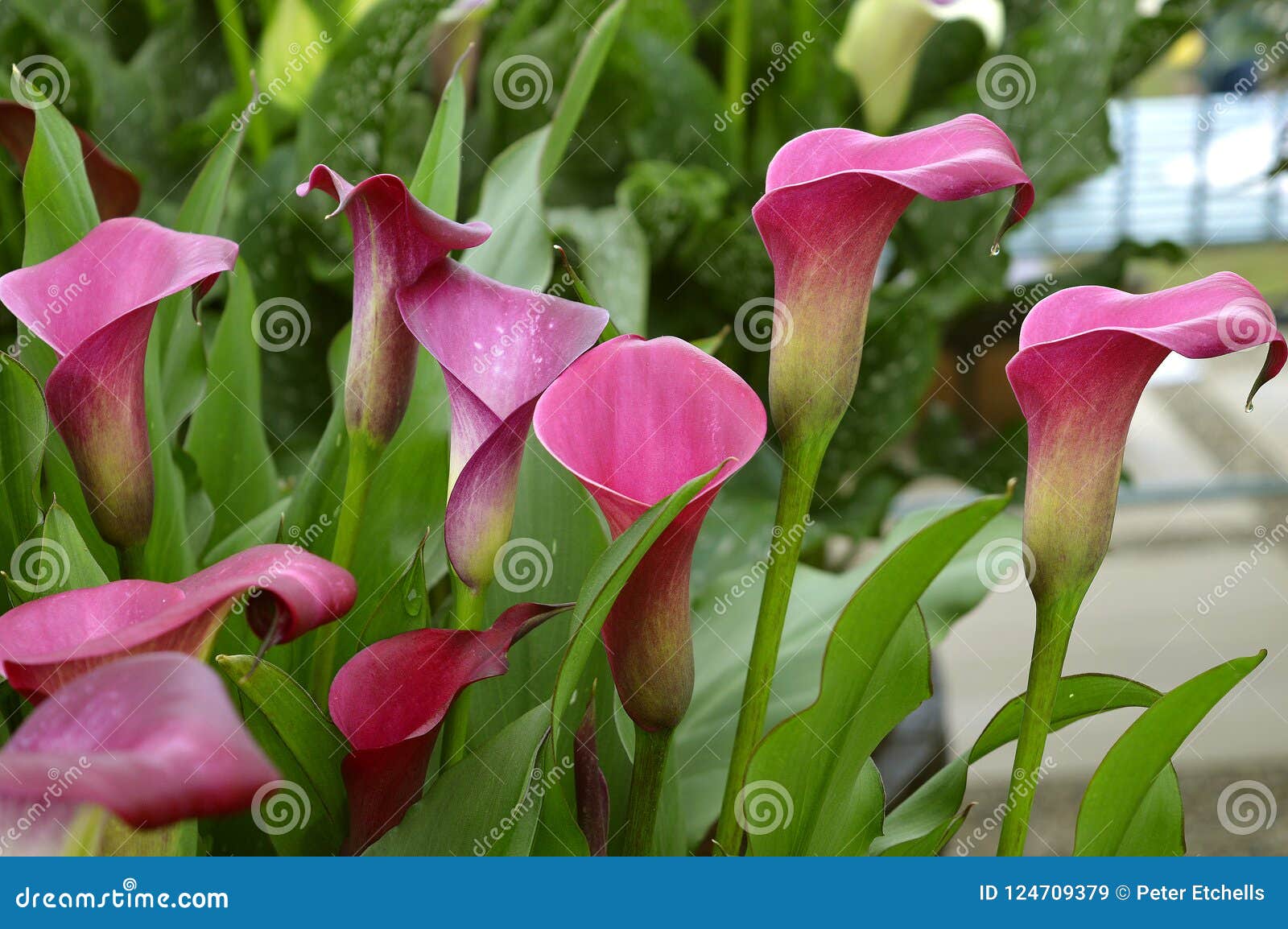 Zantedeschia Sumatra Flowers Stock Image - Image of angiosperms ...