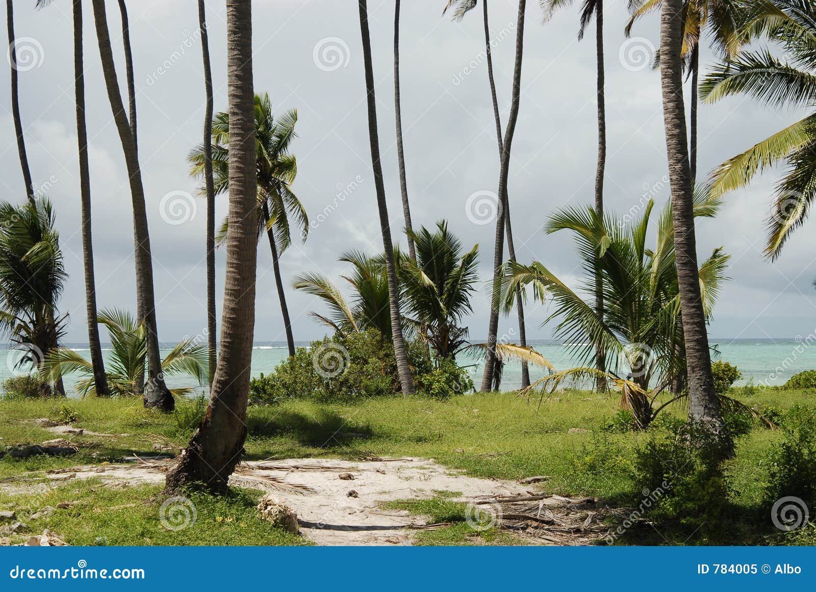zanzibar beach vegetation
