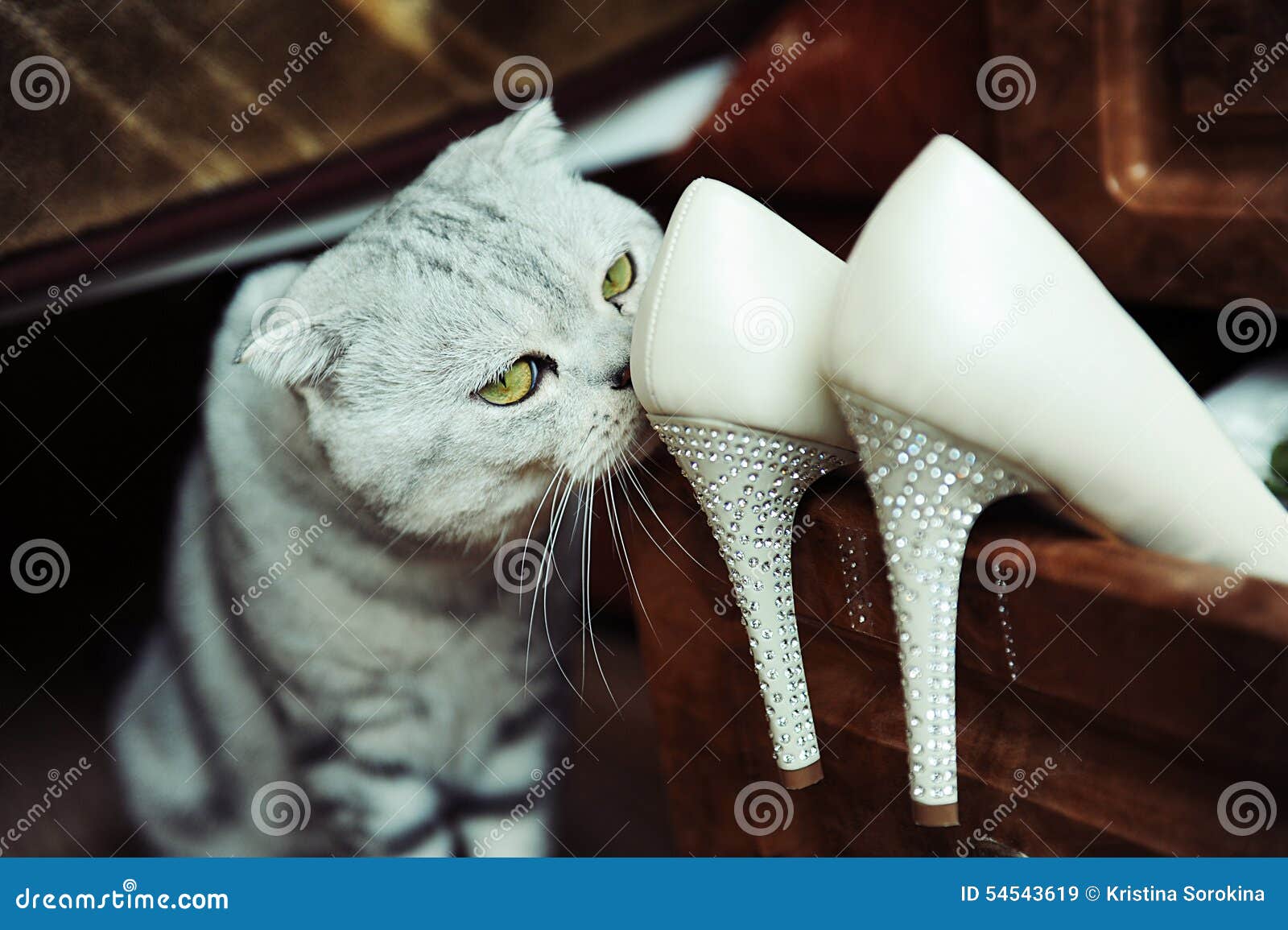 Zapatos Gato Escocés Y De Las Mujeres Hermosas de archivo - Imagen de hermoso: 54543619
