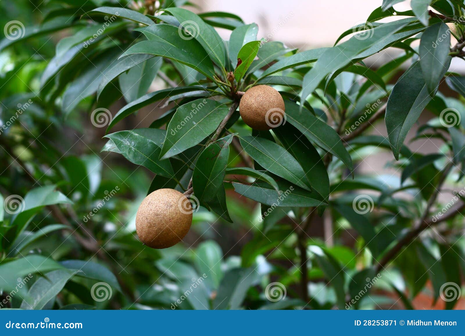 Zapota do Manilkara - fruto do sapodilla na árvore. O zapota do Manilkara chamou geralmente o fruto do sapodilla na árvore.