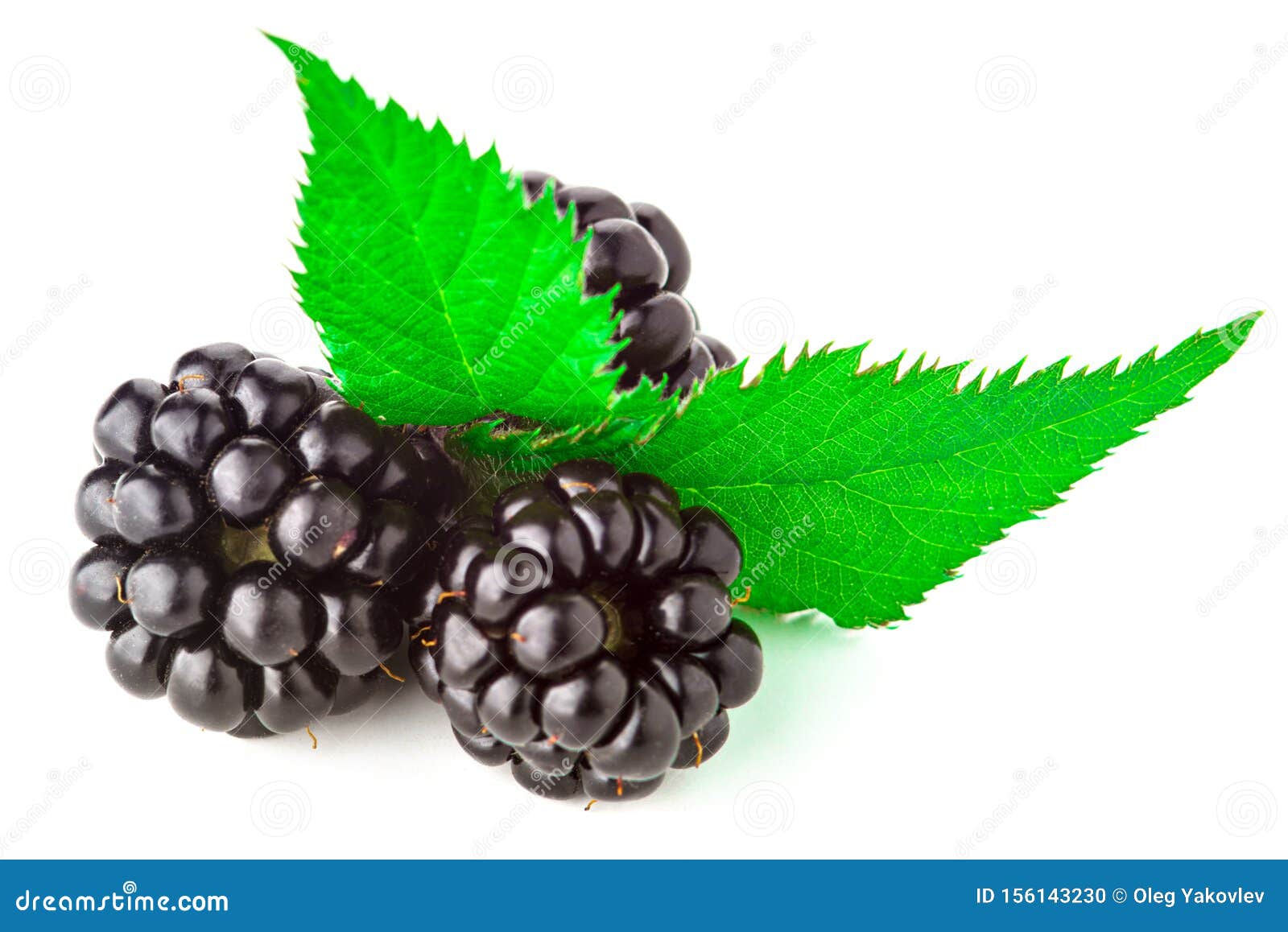 Zarzamora Aislada En Blanco Foto de archivo Imagen de bayas, camino