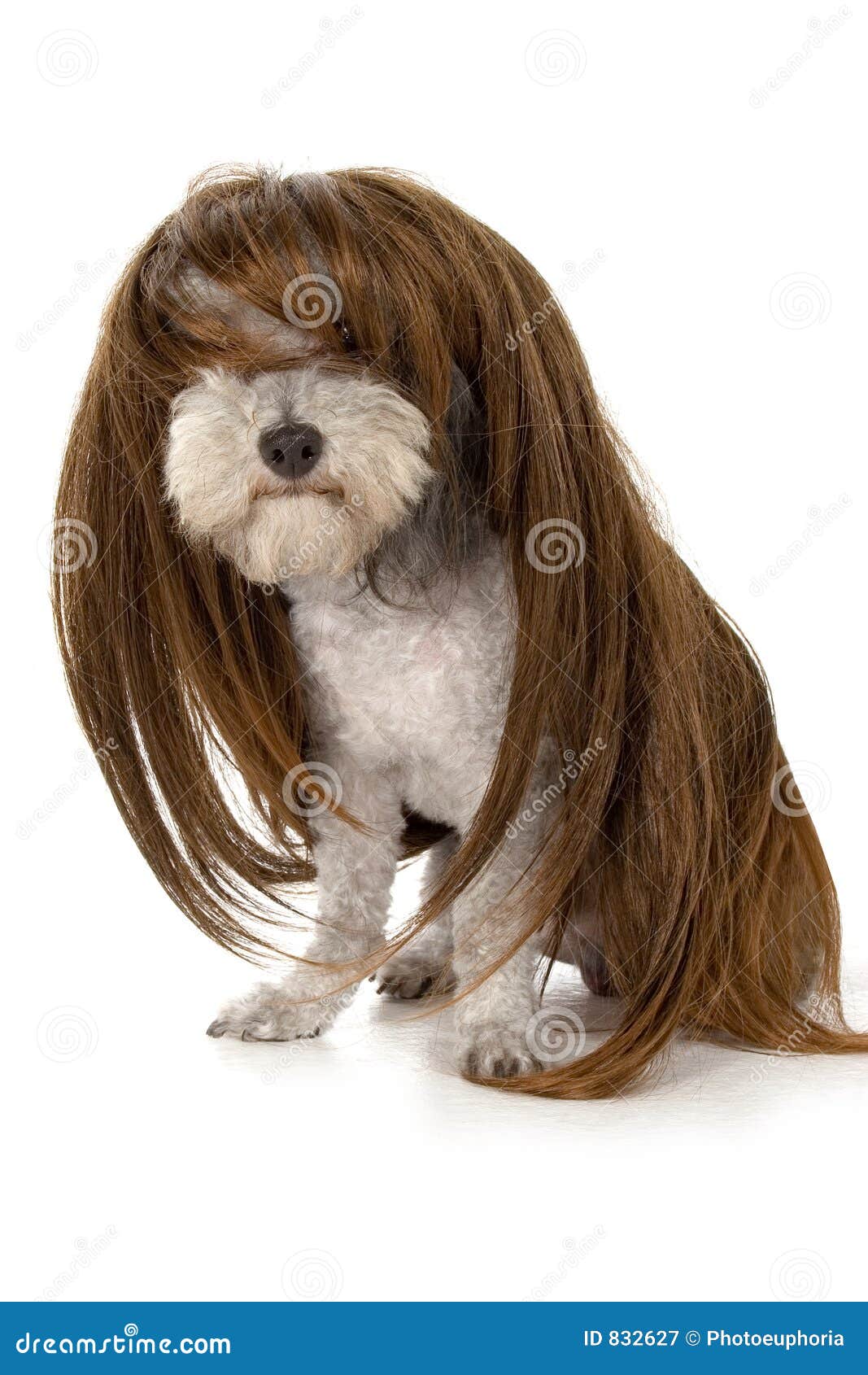 ZauberHund stockbild. Bild von hund, perücke, voll, groom 832627