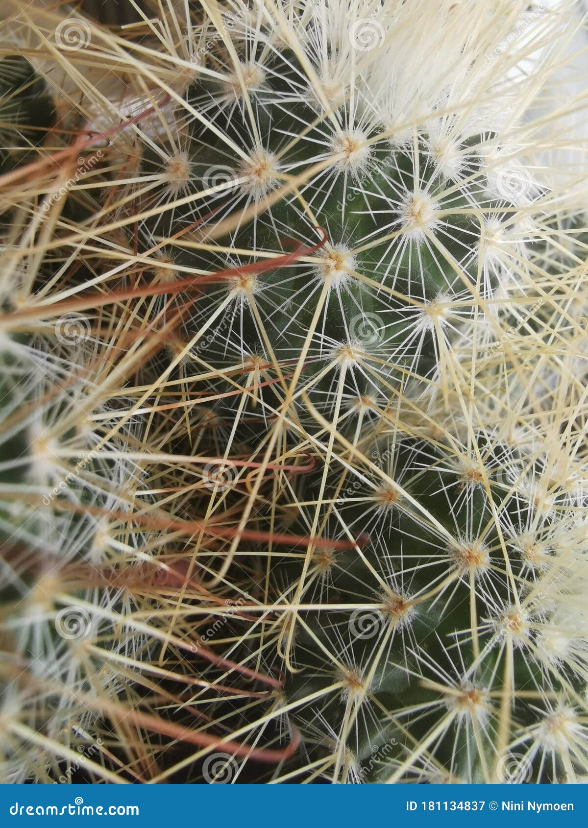 Zbliżenie szczegółów kaktusu