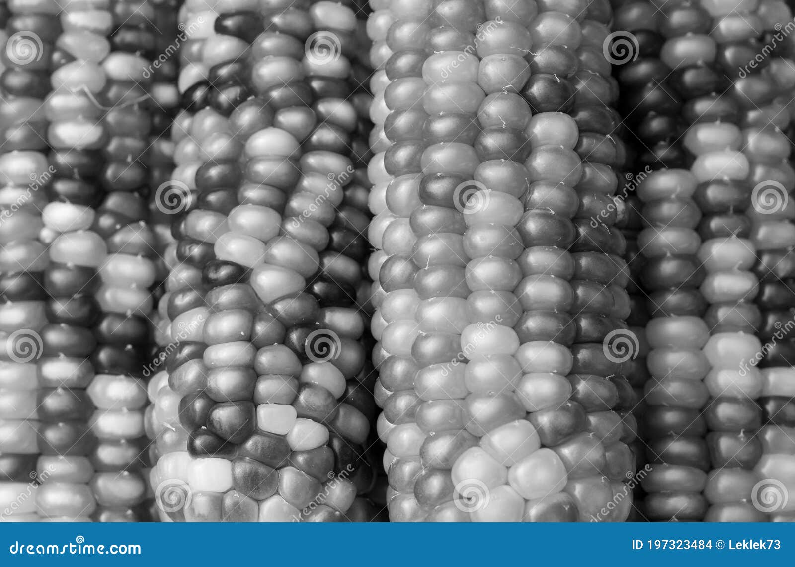Lenticchia (Lens Culinaris) Bio - Circa 140 Semi