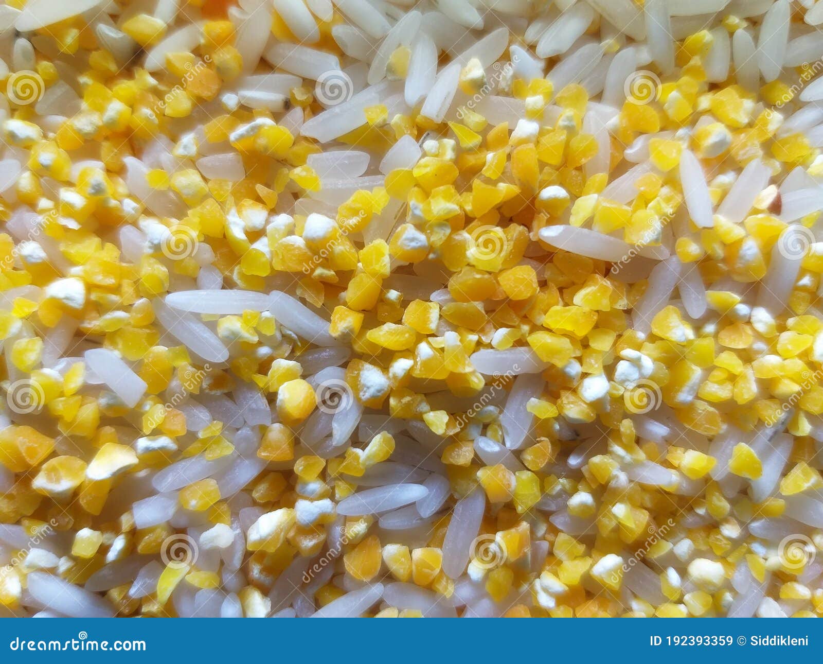 Zea Mays Oryza Sativa Jagung Beras Corn Rice Stock Image Image of