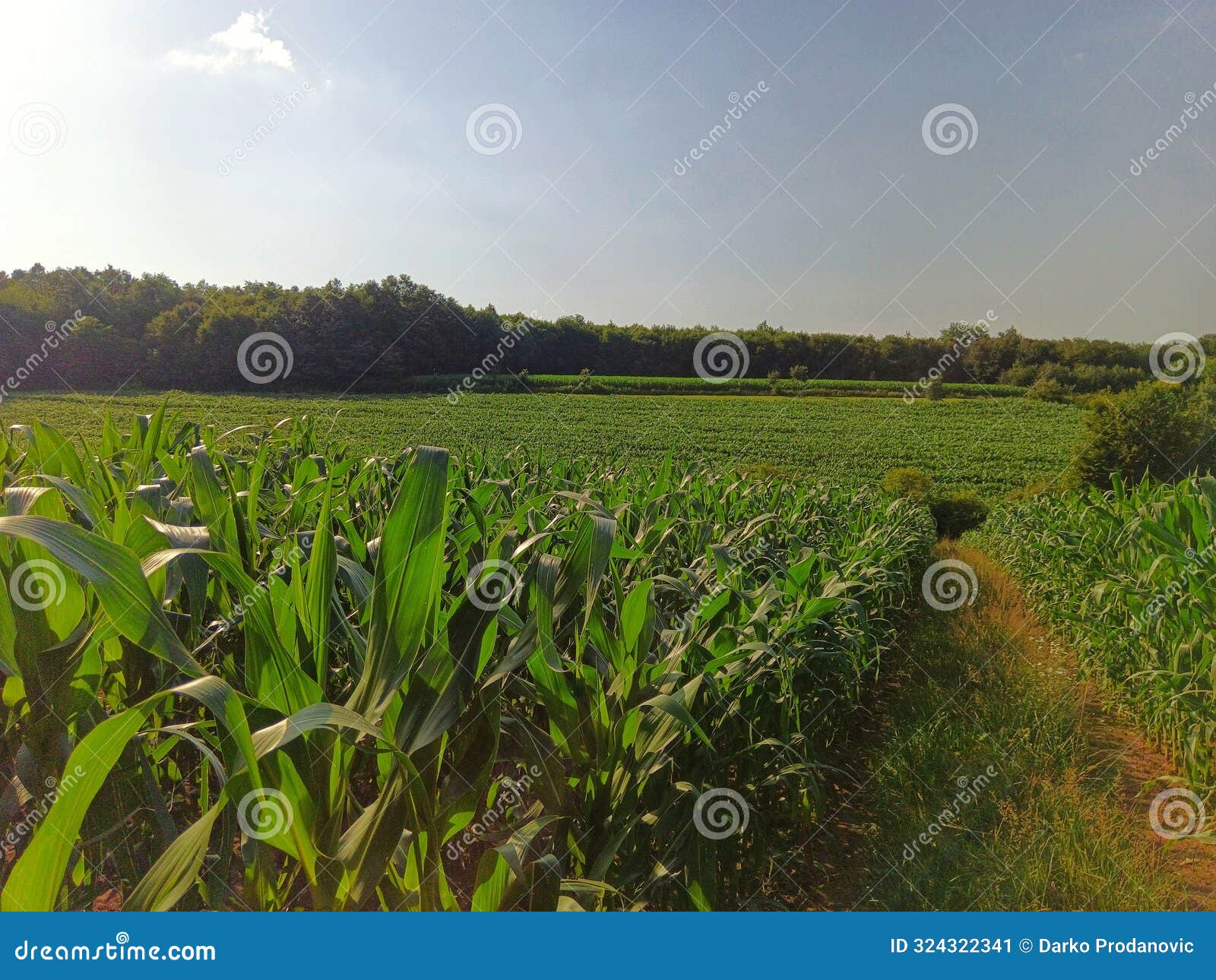 zea mays. plantae. anglospermae. poales. corn field. corn. landskape. background.