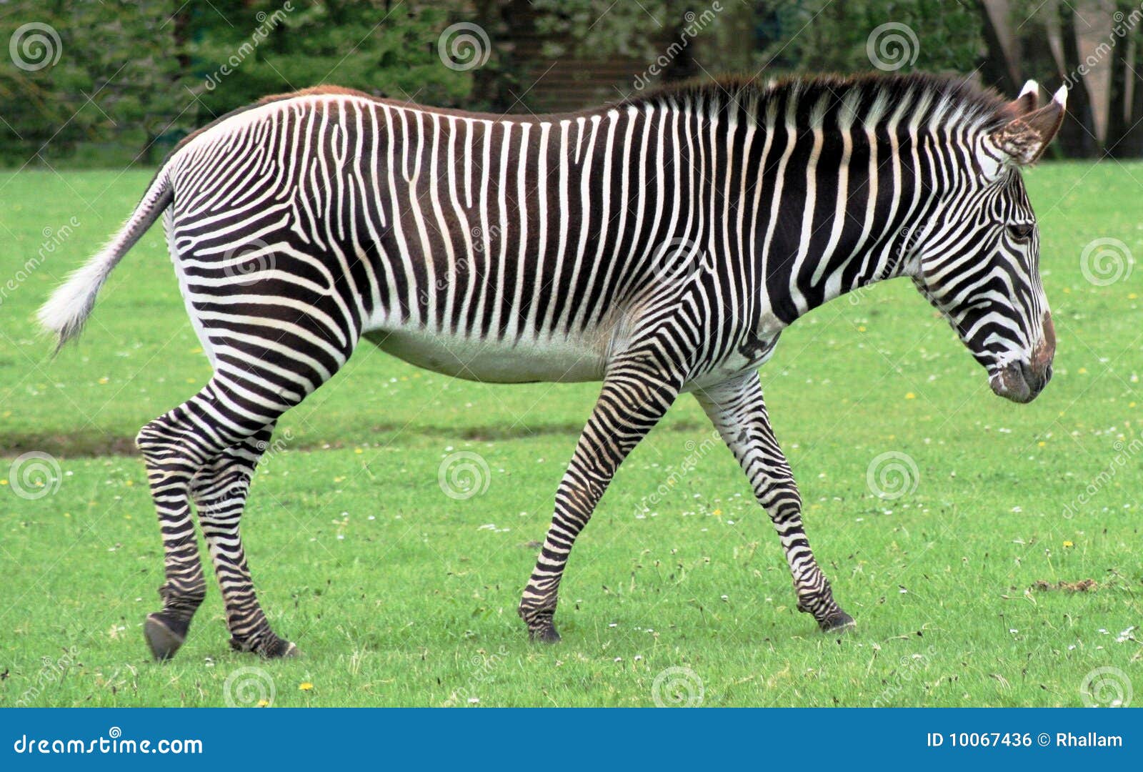 Zebra stock photo. Image of mammal, horse, safari, black - 10067436