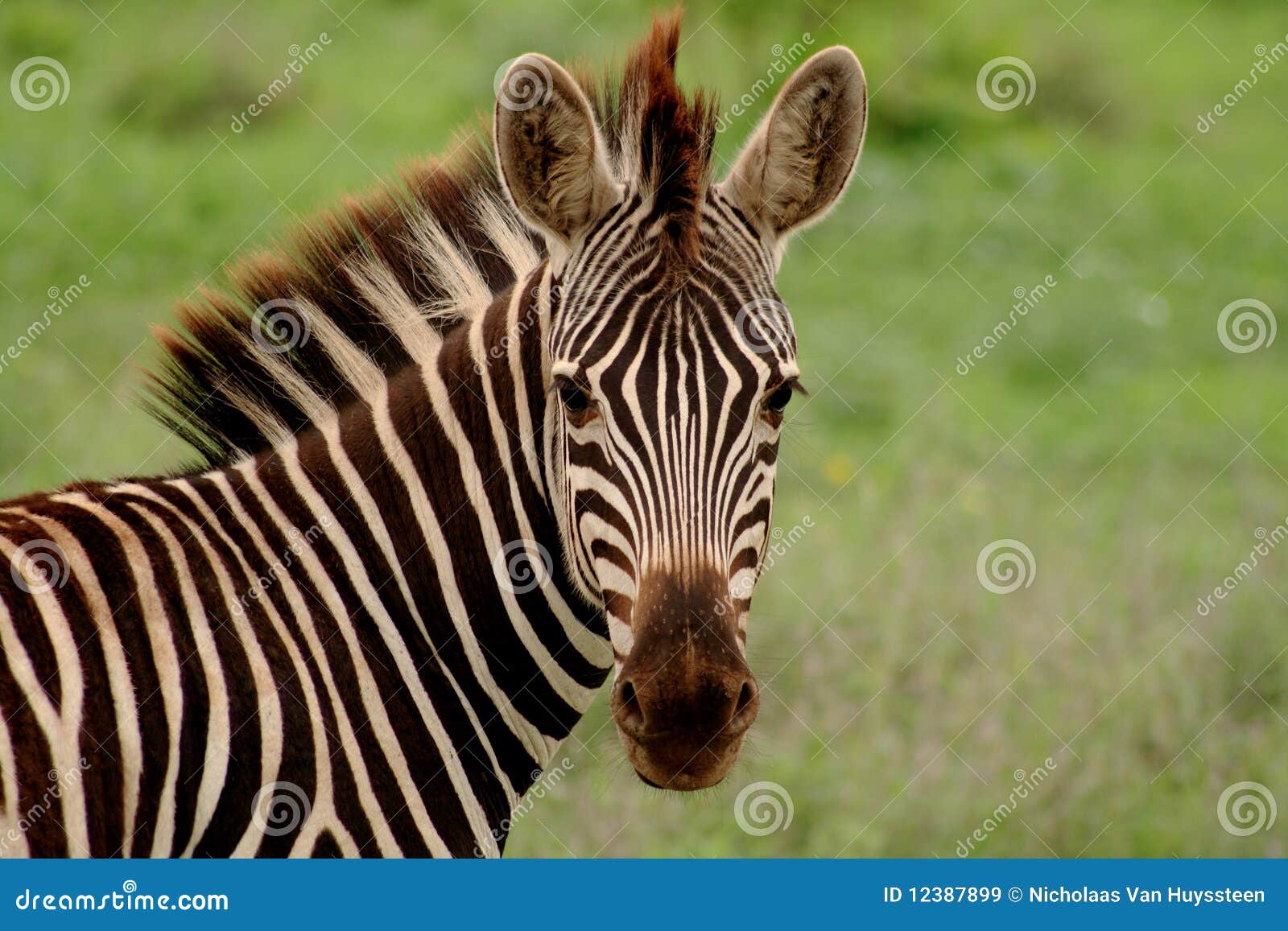 zebra