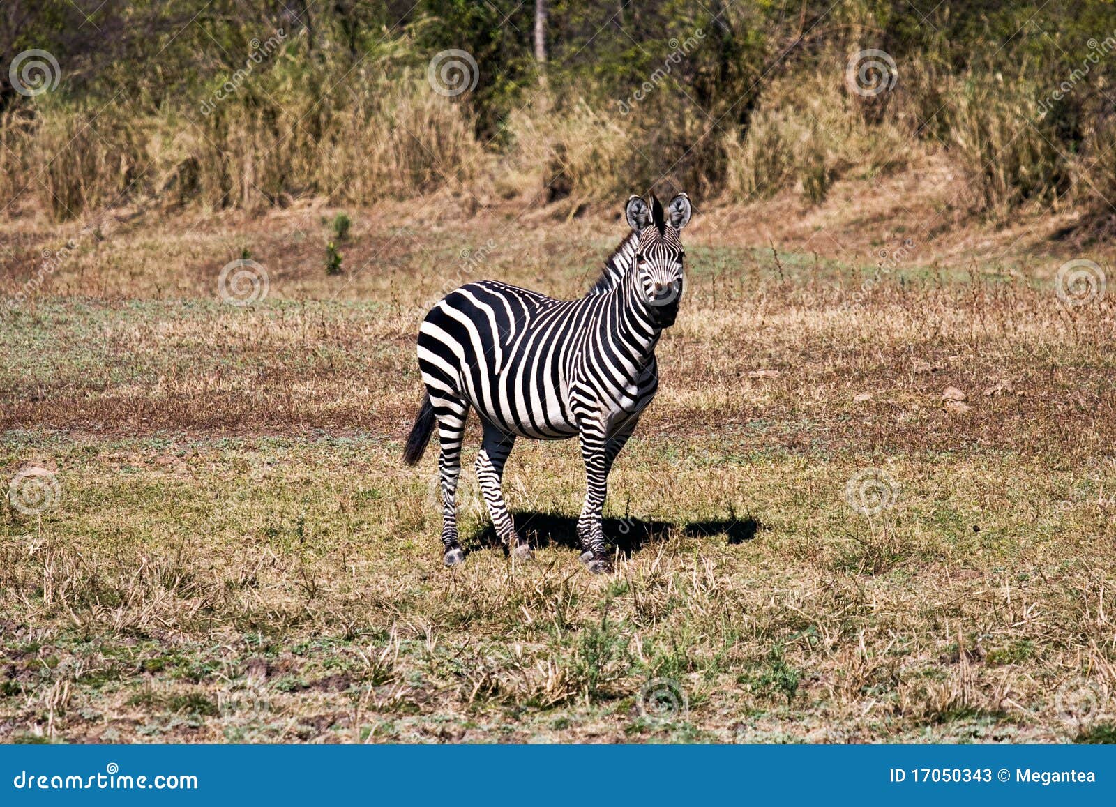 Zebra stock image. Image of savanna, classy, herbivore - 17050343