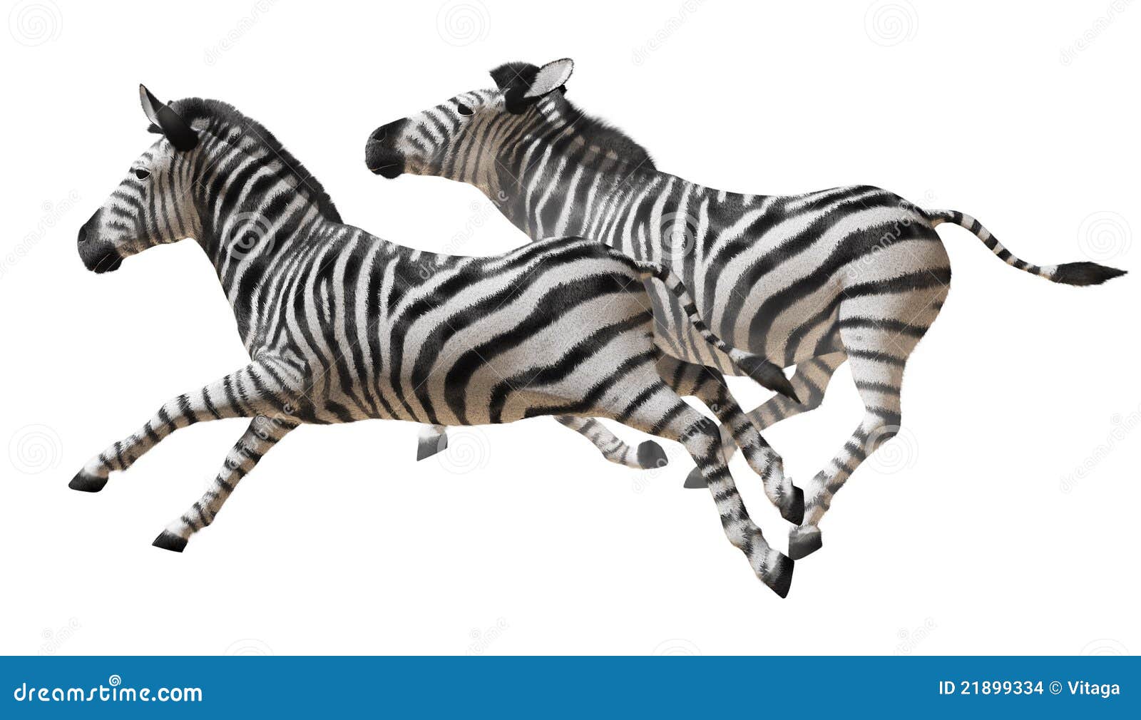 zebra running clipart - photo #17