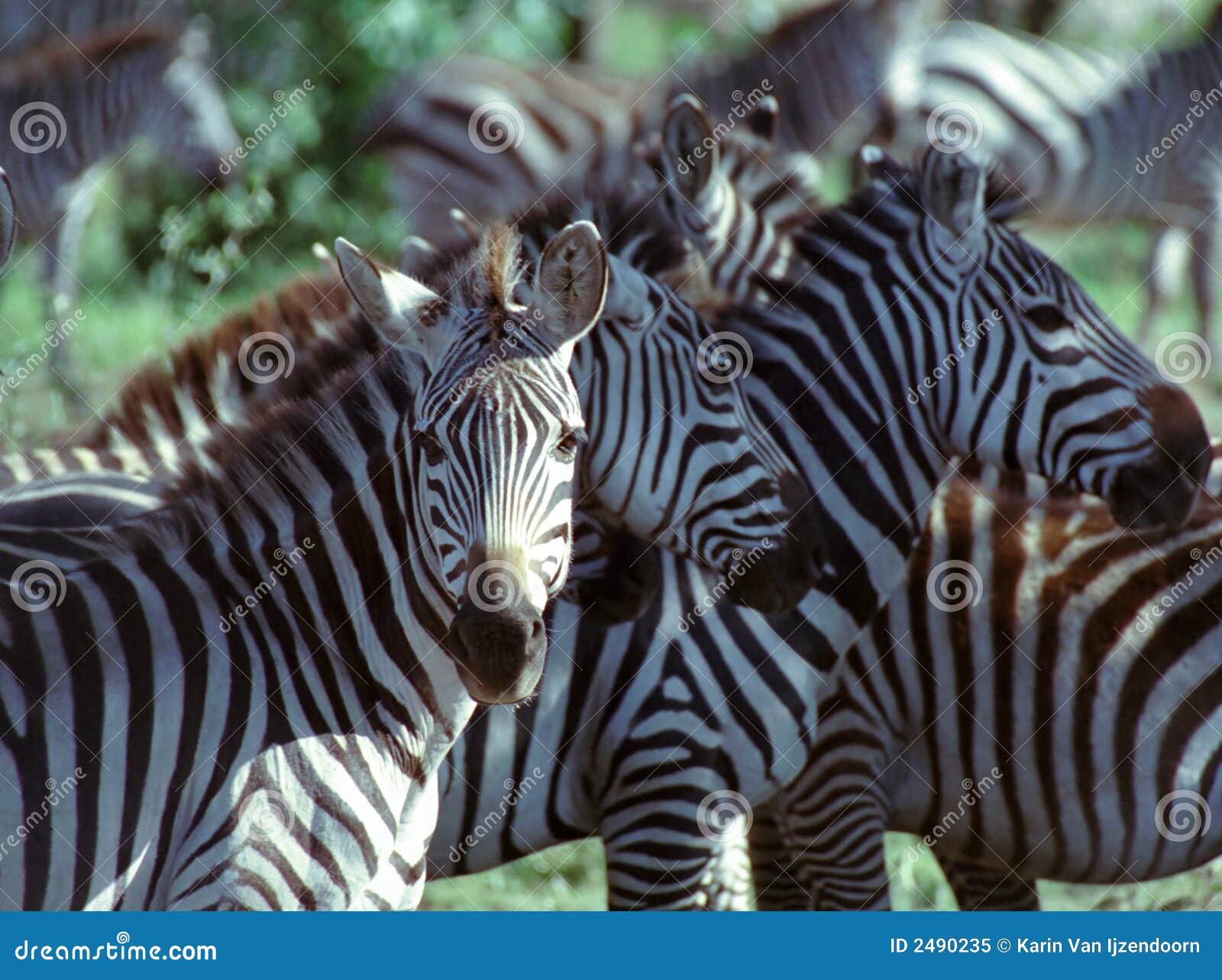 Zebra stock image. Image of herbivore, mammal, africa - 2490235