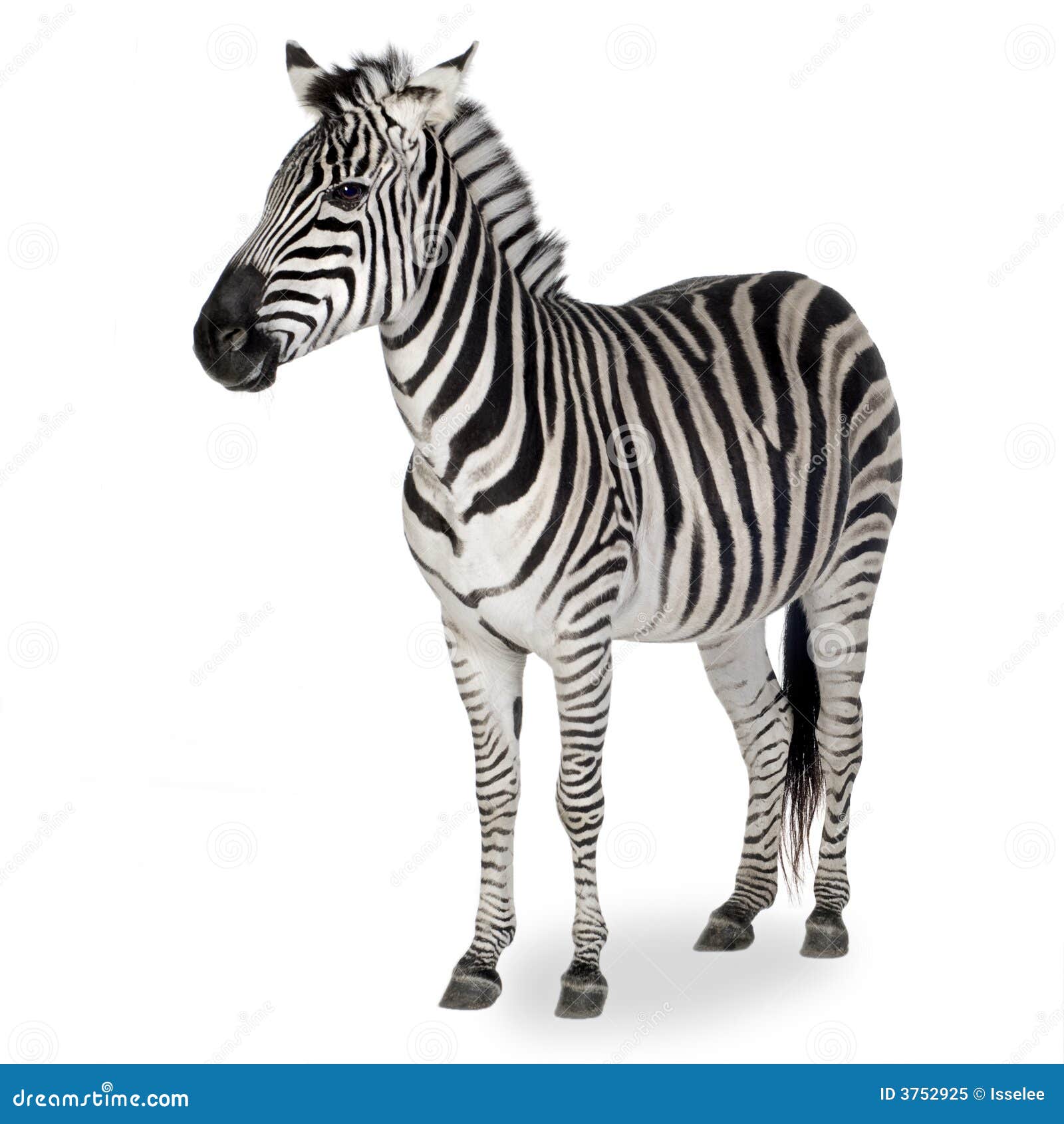 zebra