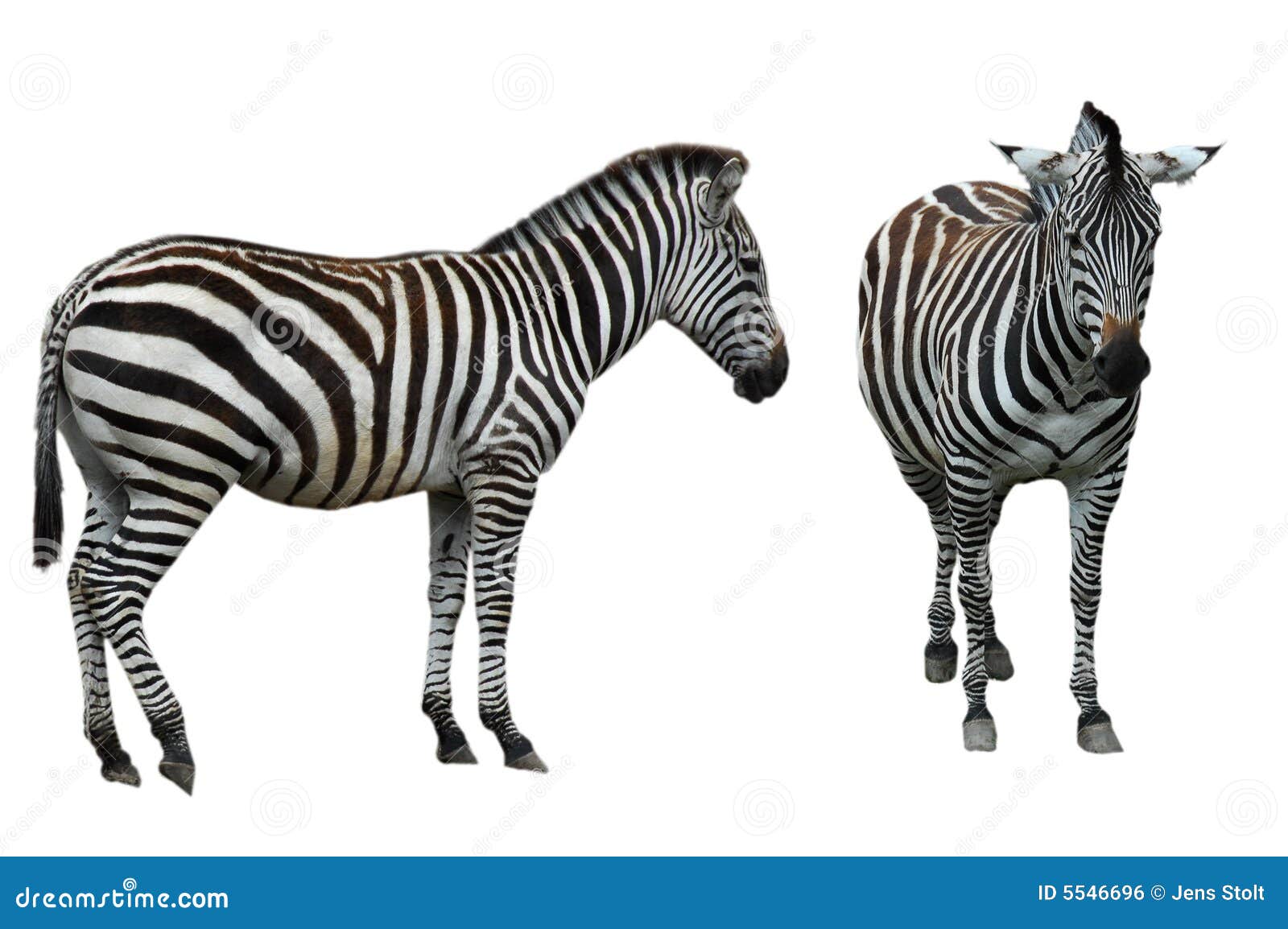2 different zebras isolated on white
