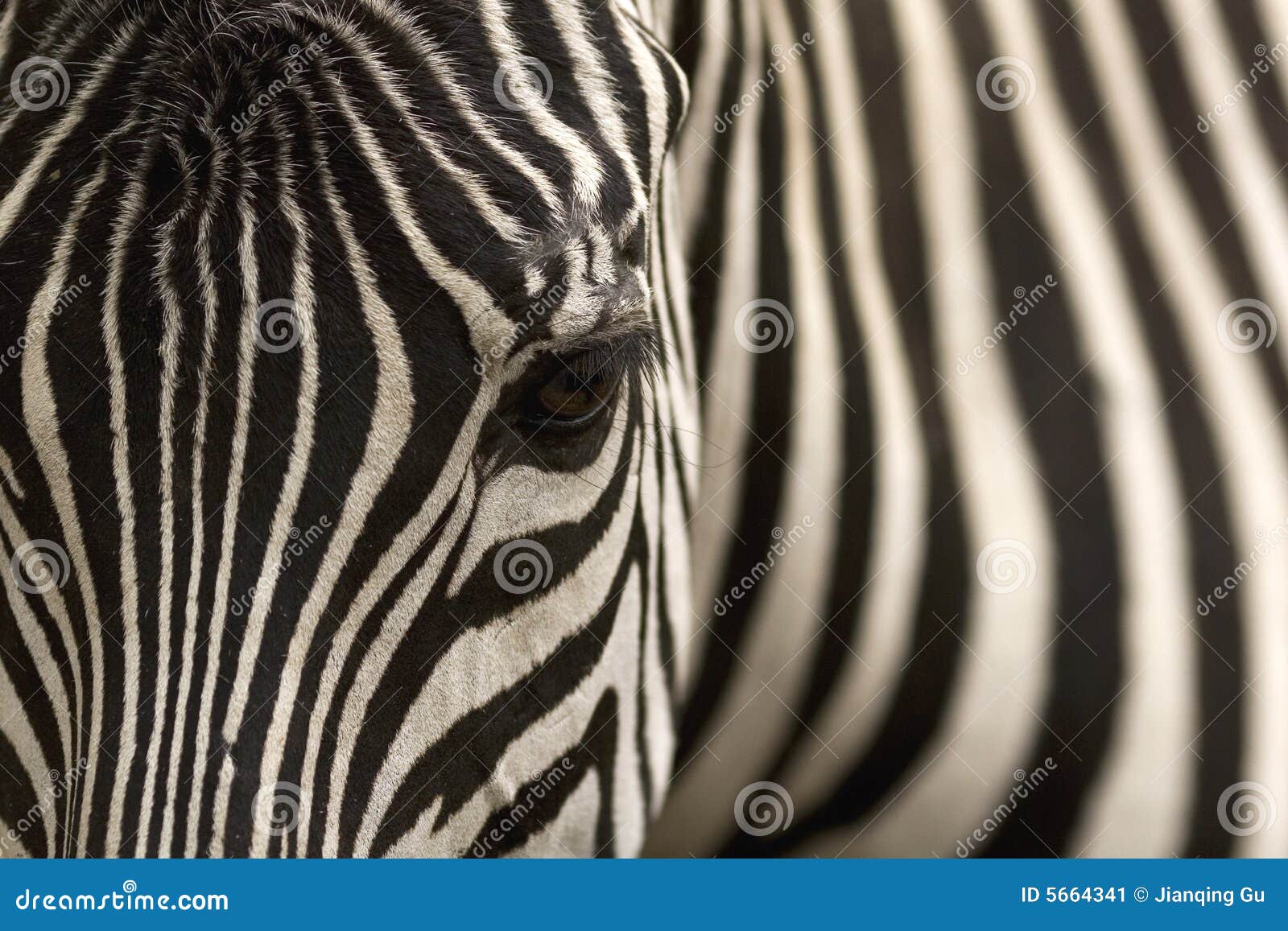 zebra