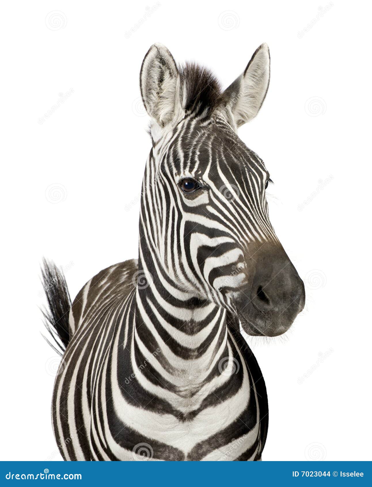 zebra