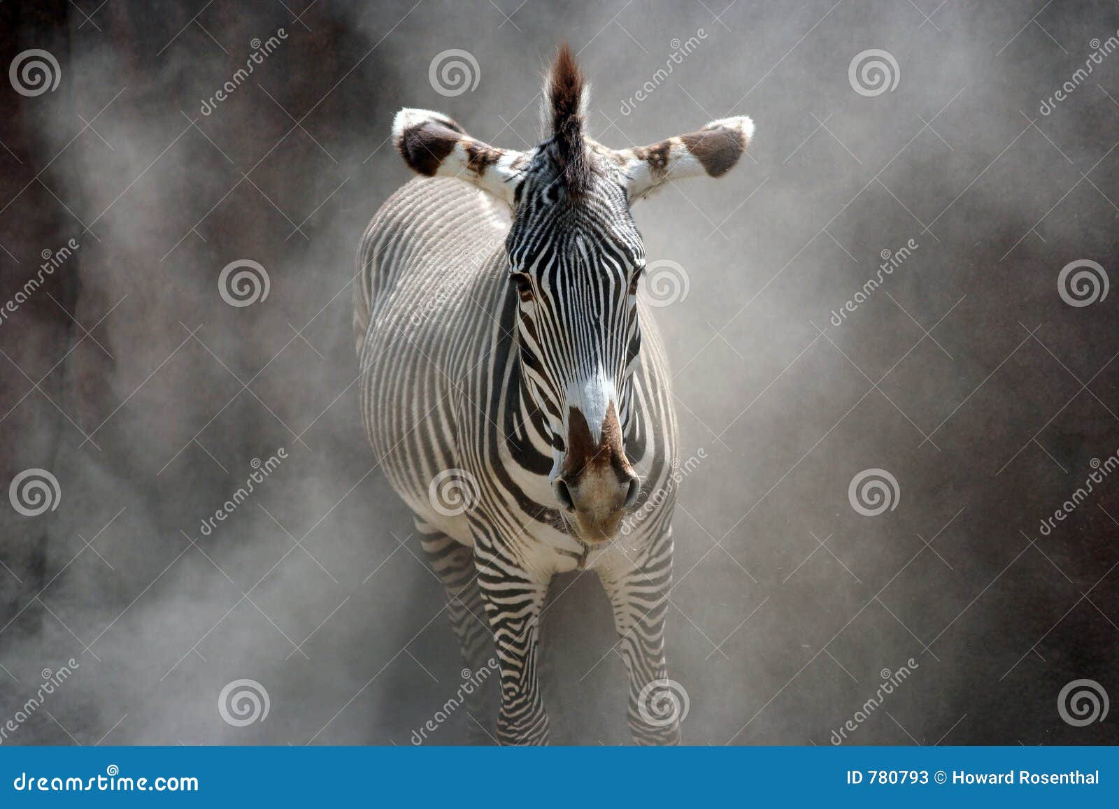 A zebra with black &amp; white stripes standing in a dust cloud.