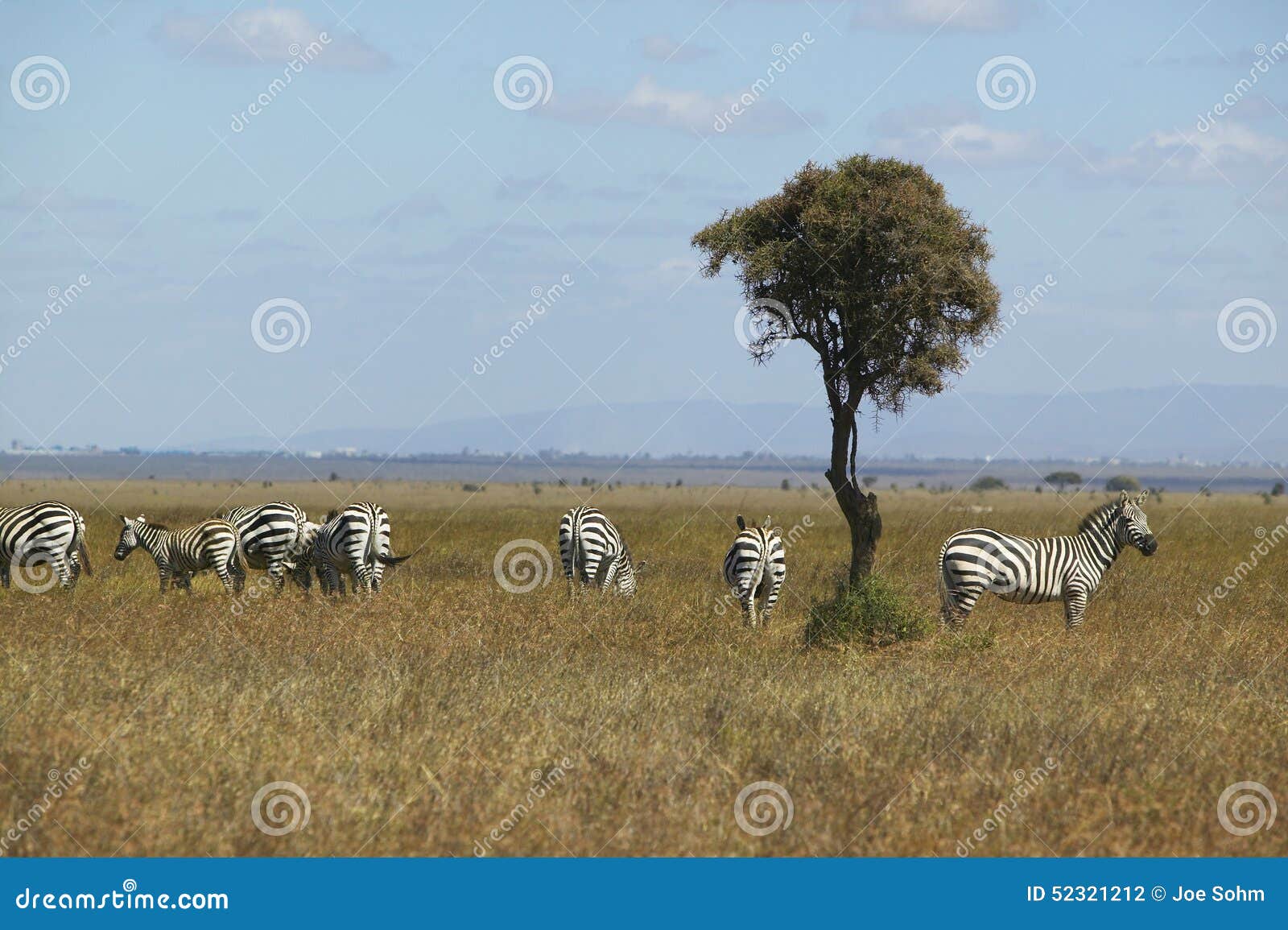 zebra and acacia tree in nairobi national park, nairobi, kenya, africa