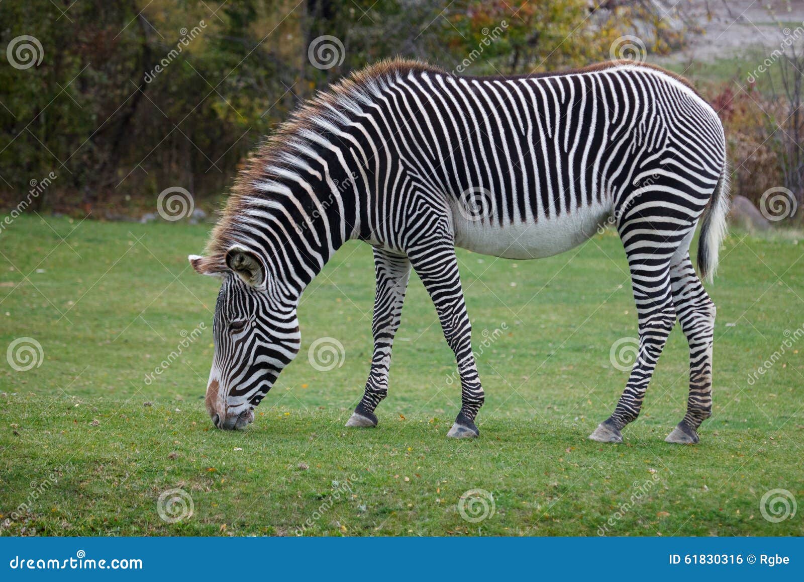 zebra