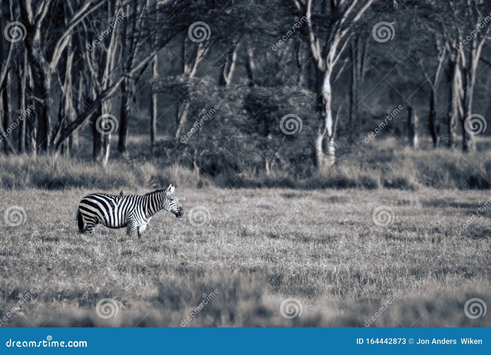 Zebra in lake nakuru stock image. Image of forest, african - 164442873 Zebra in lake nakuru stock image. Image of forest, african - 164442873