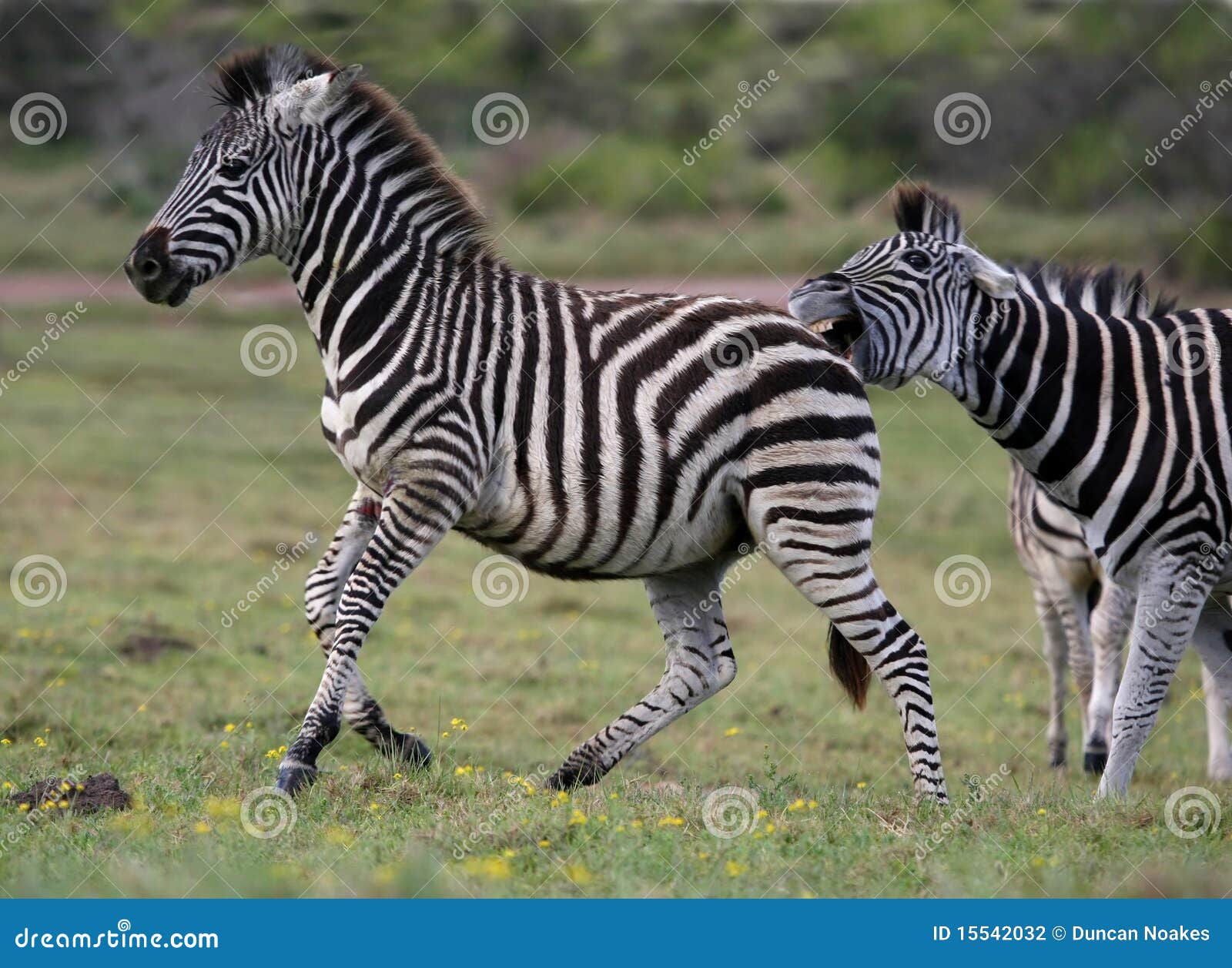 zebra aggression