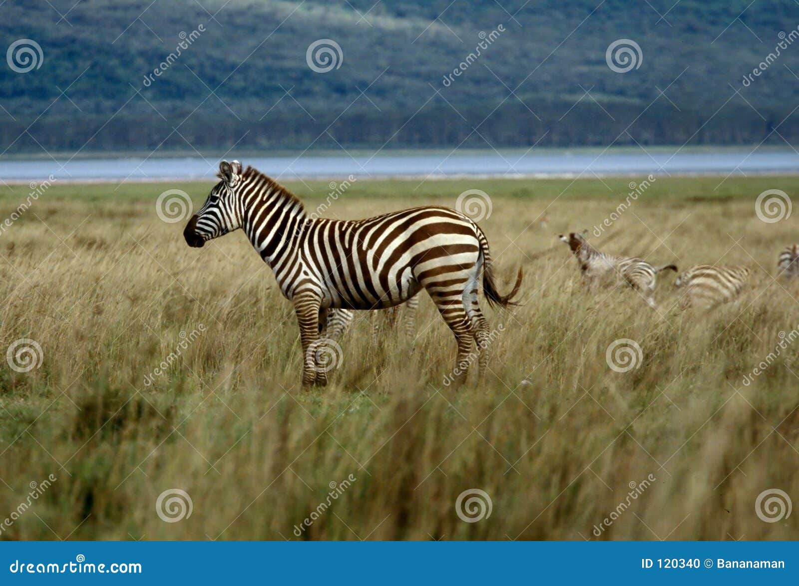 Zebra alone stock photo. Image of black, horse, white, plains - 120340