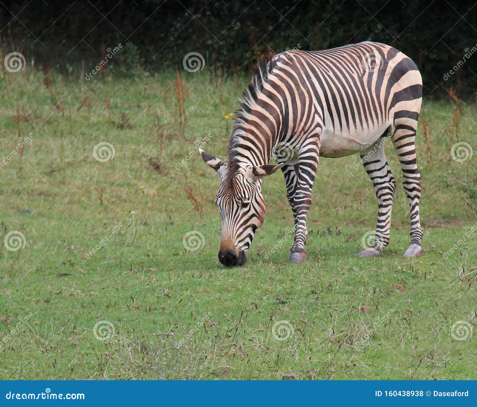 Zebra Animal. stock photo. Image of textured, skin, mammal 160438938
