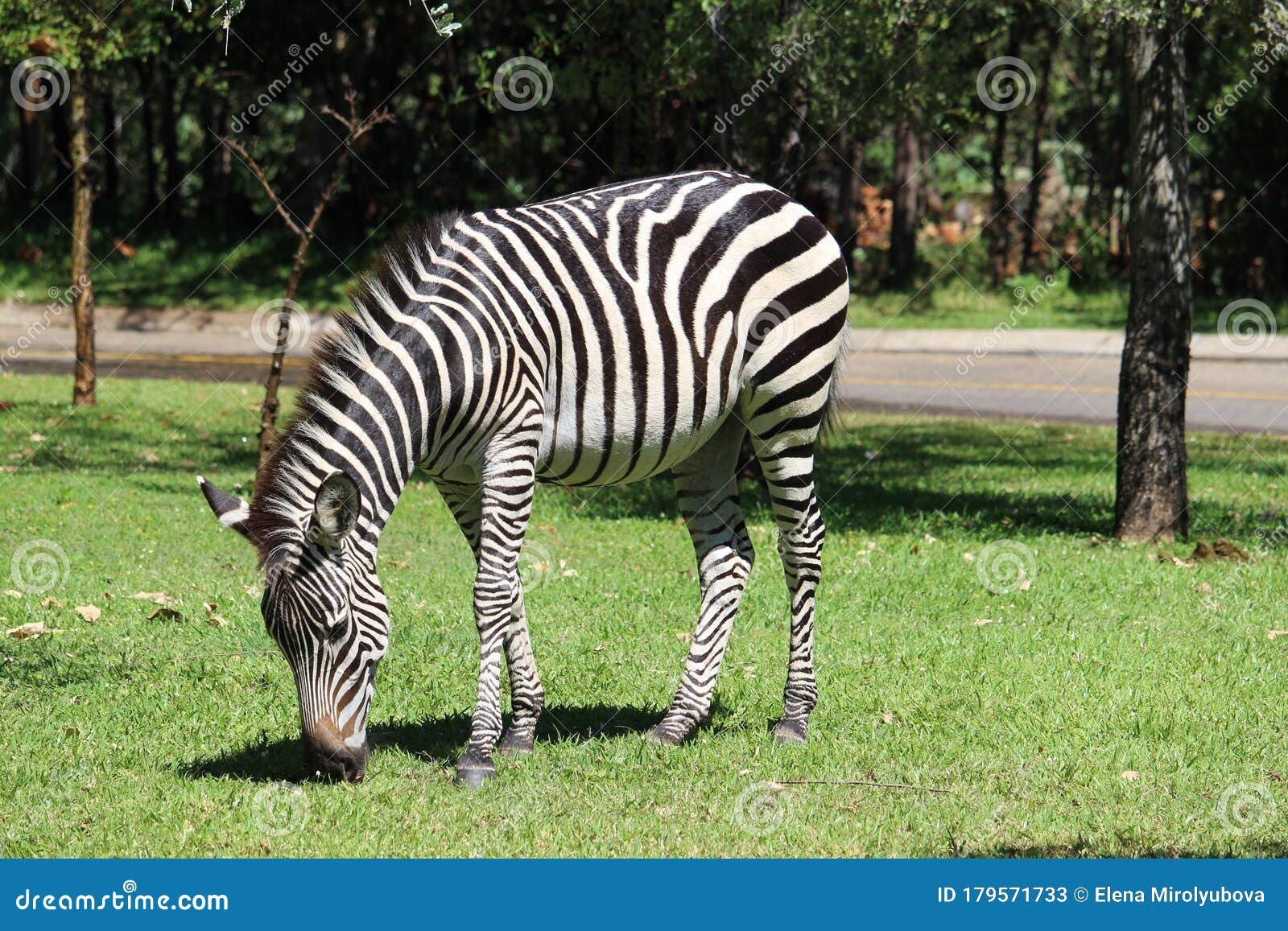 Zebra animal in a wild stock image. Image of reserve 179571733